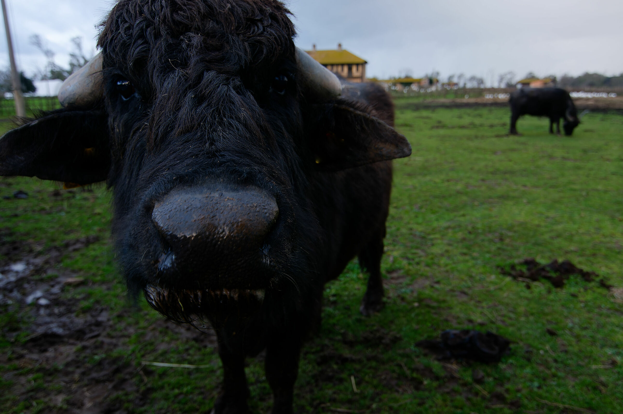 Bufale di borgata. Borgo di Fogliano