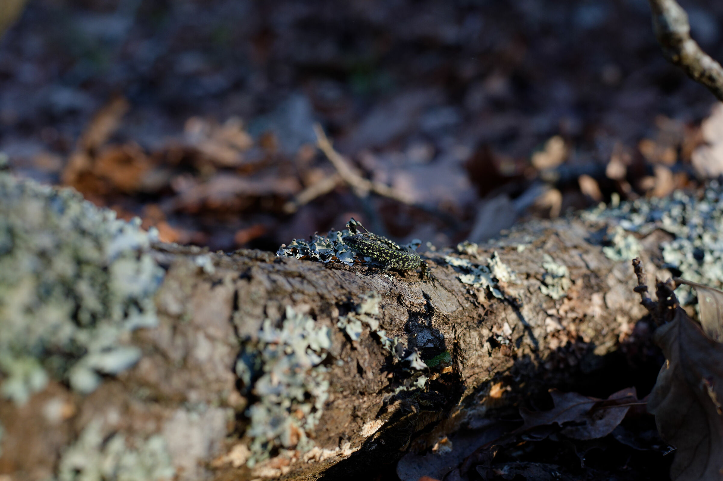 lucertola nel bosco