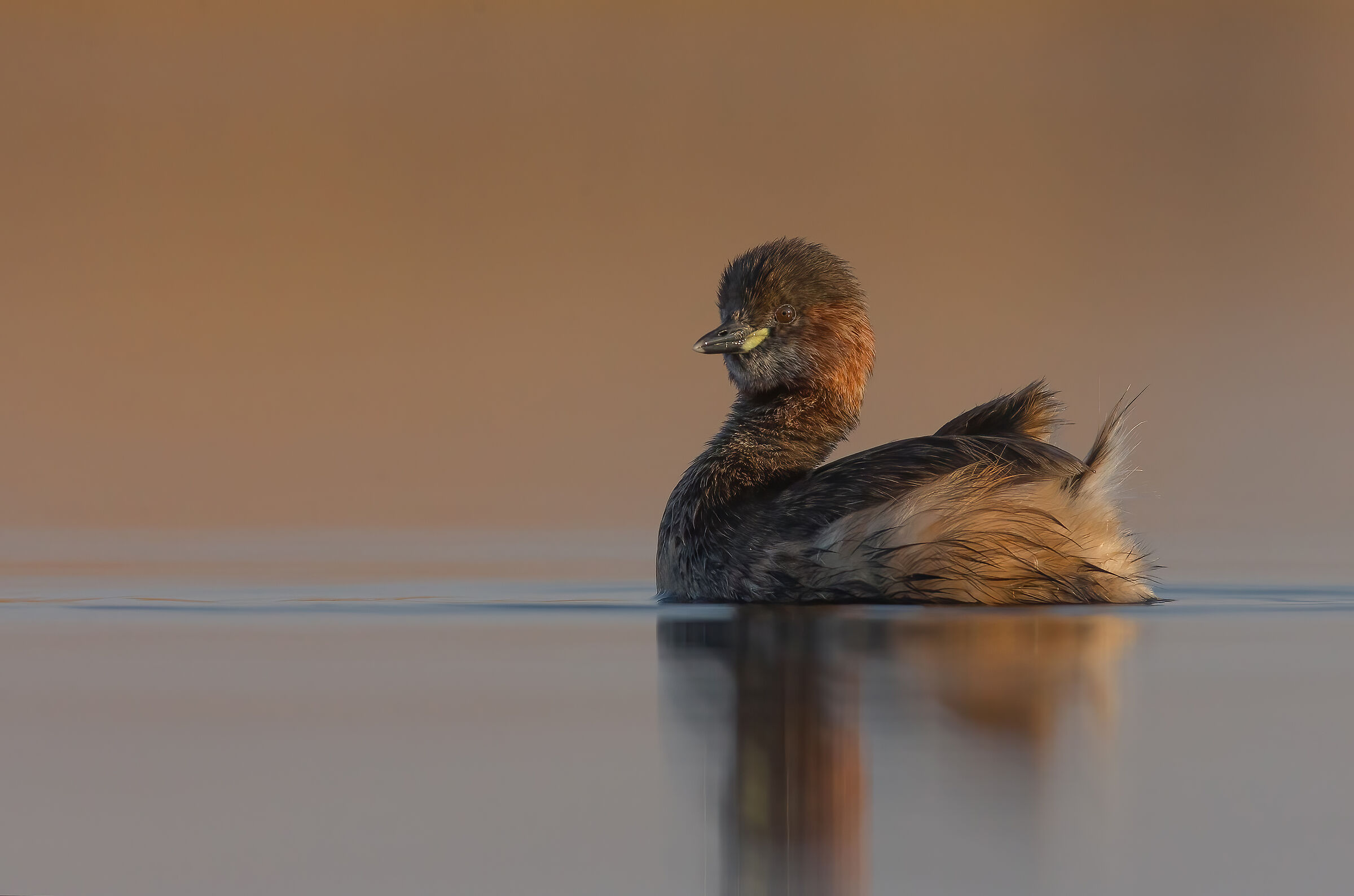 Tachybaptus ruficollis