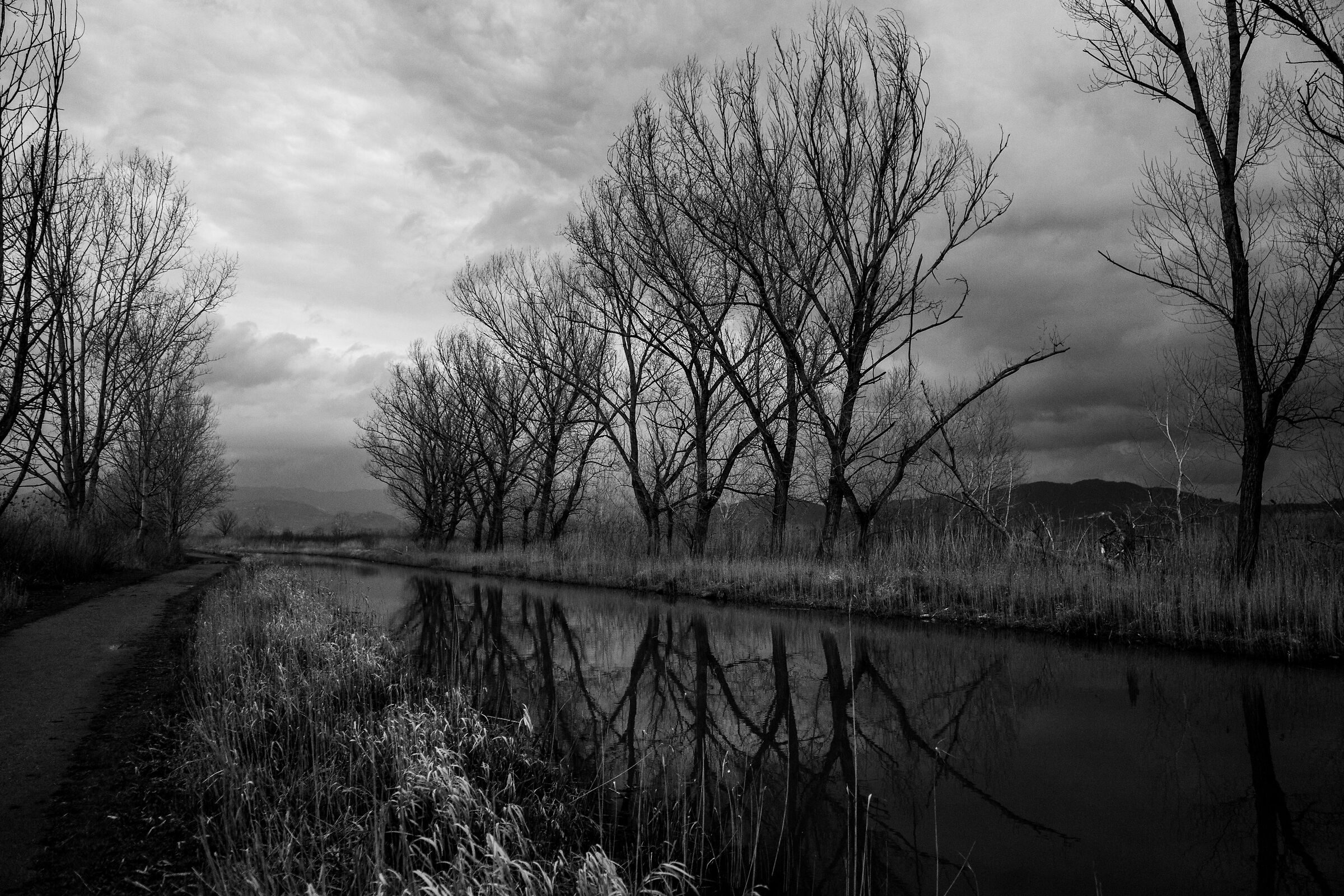 Marshes B/W