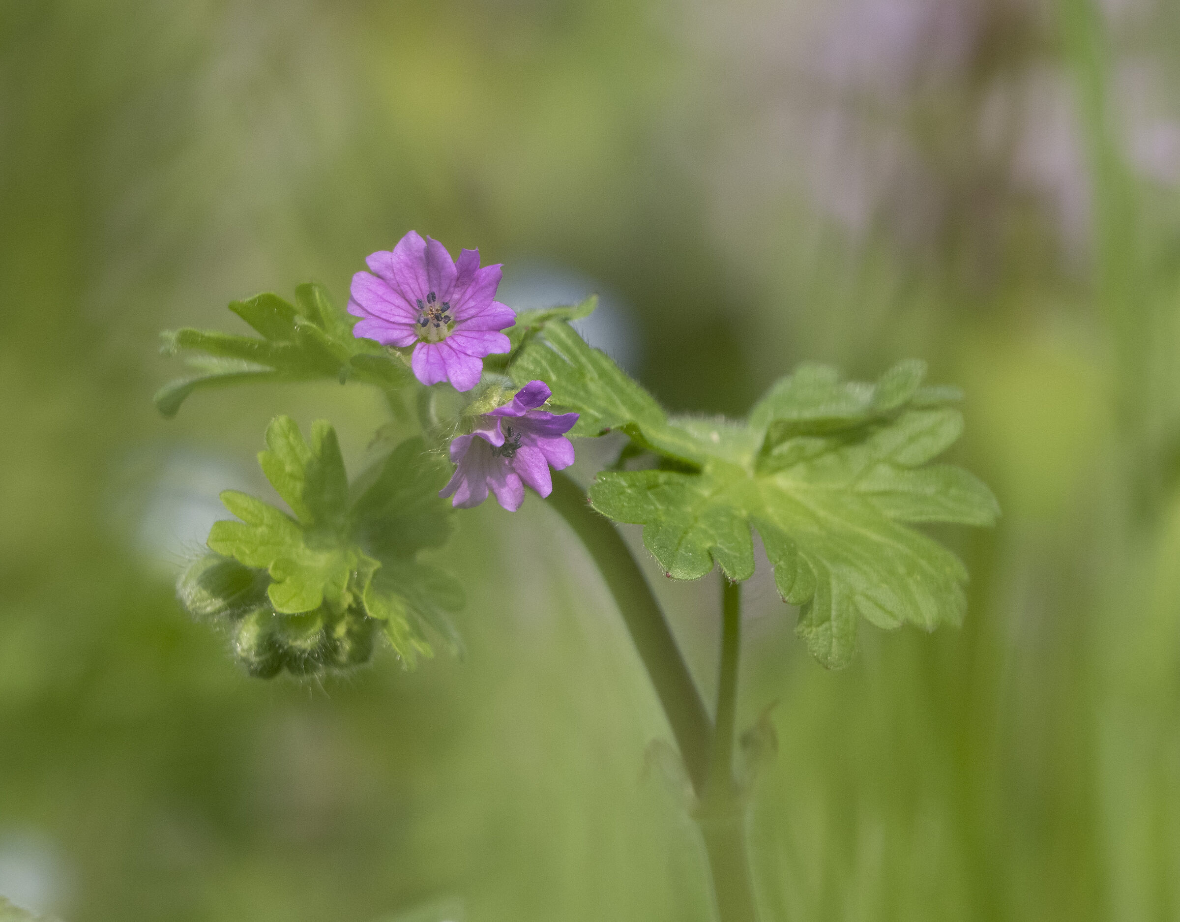 Delicatezza di primavera