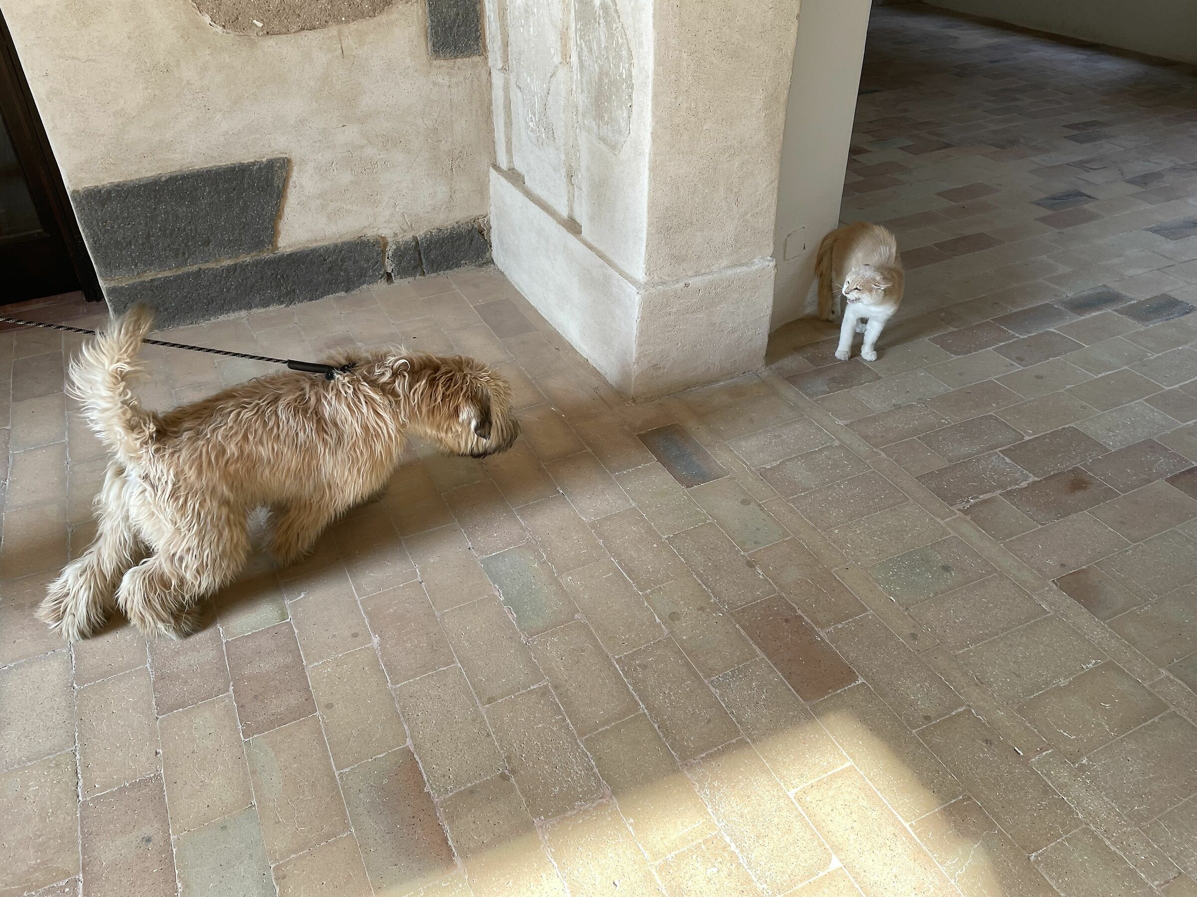 ... so much goes the cat to the lard ...