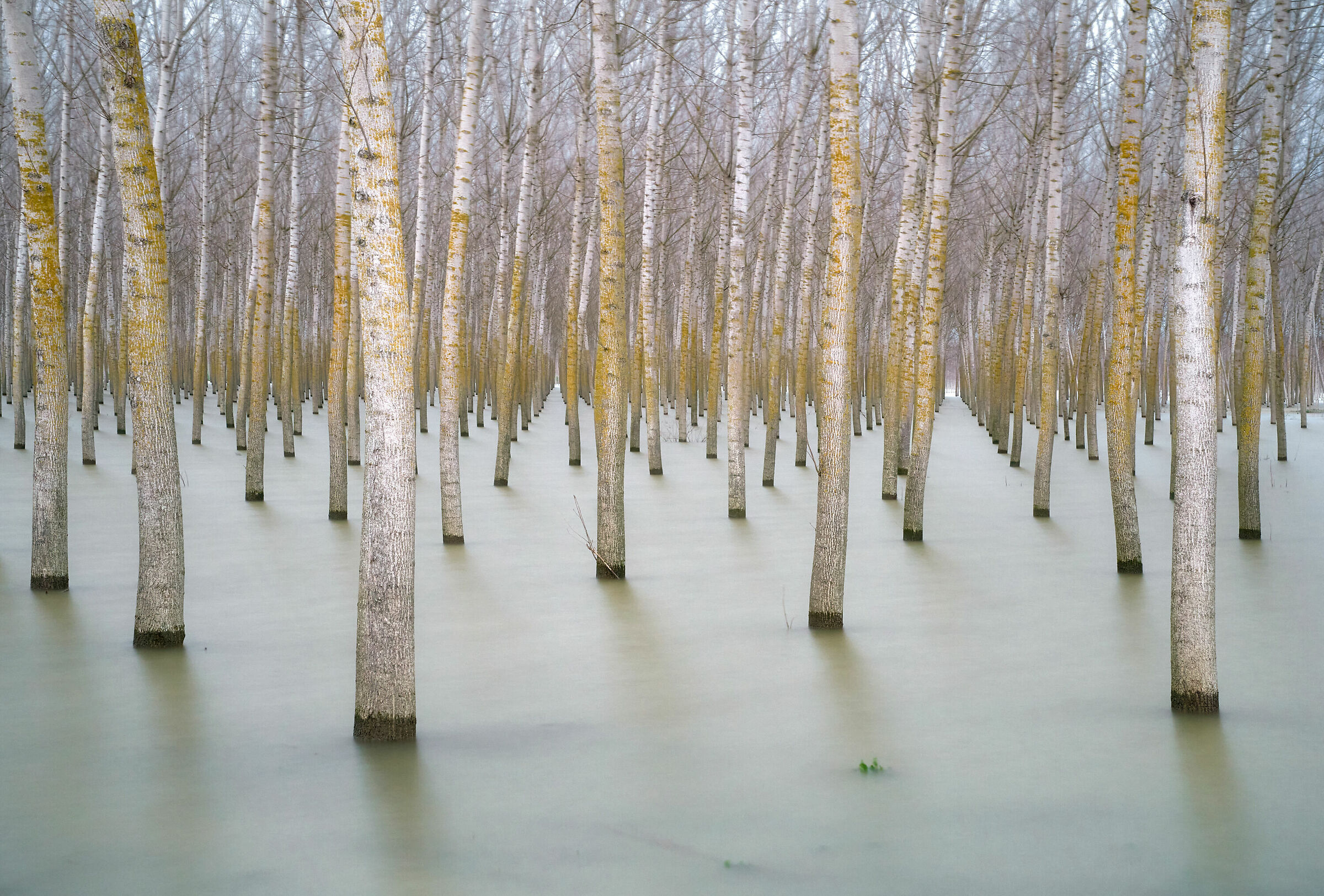 Flooded poplars 1