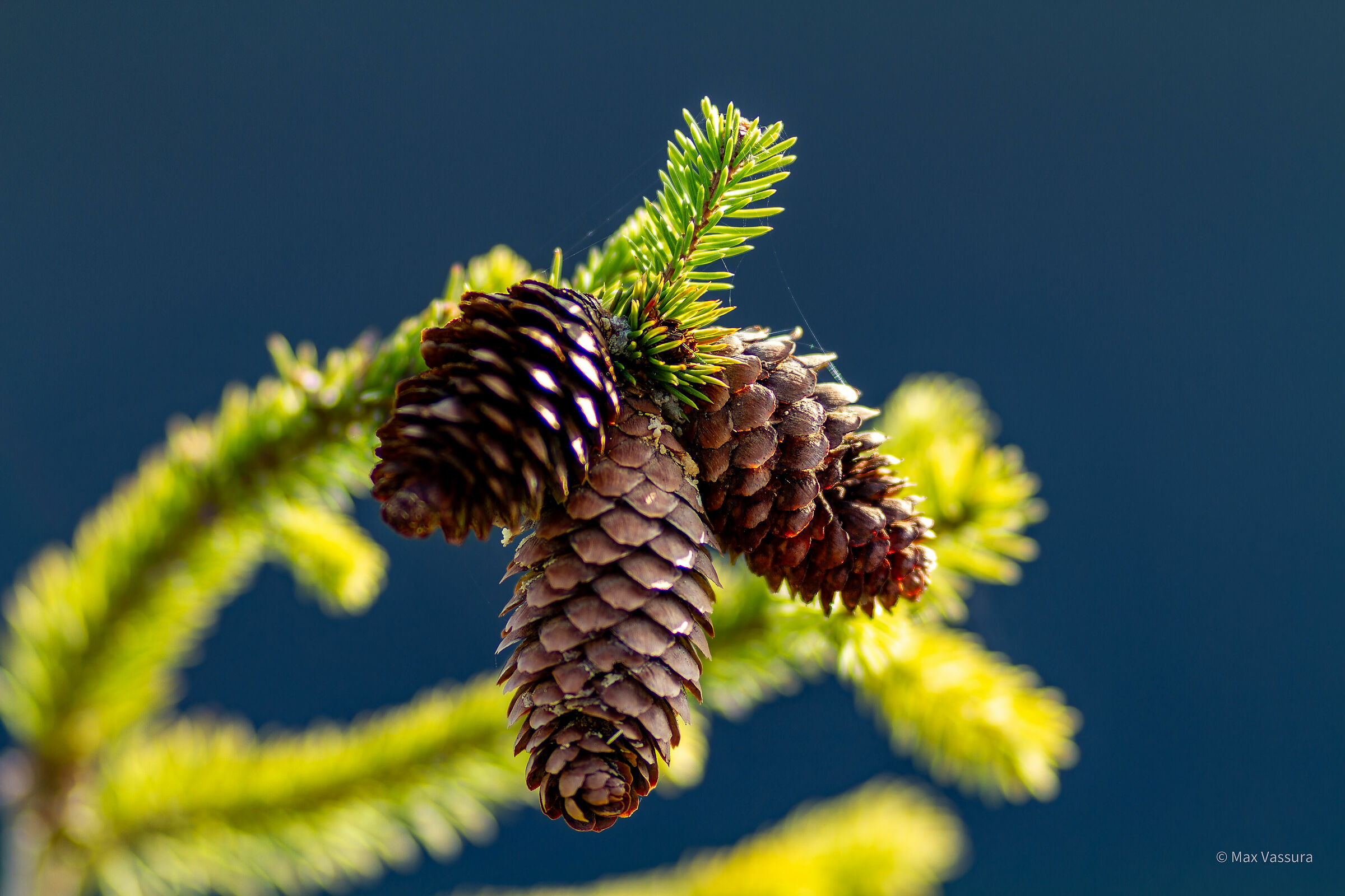 Prova della mia prima Canon