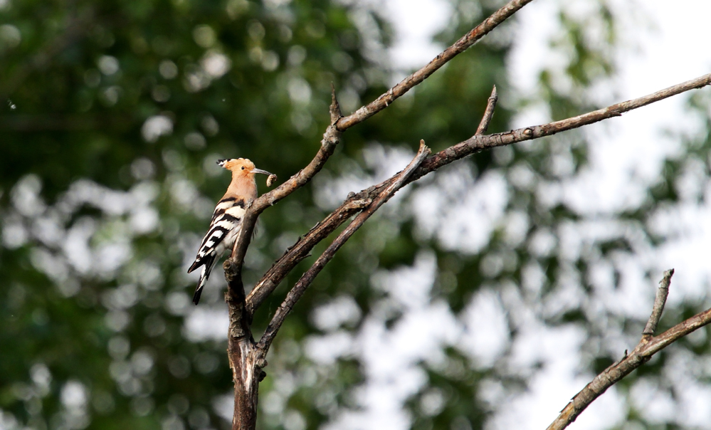 Hoopoe