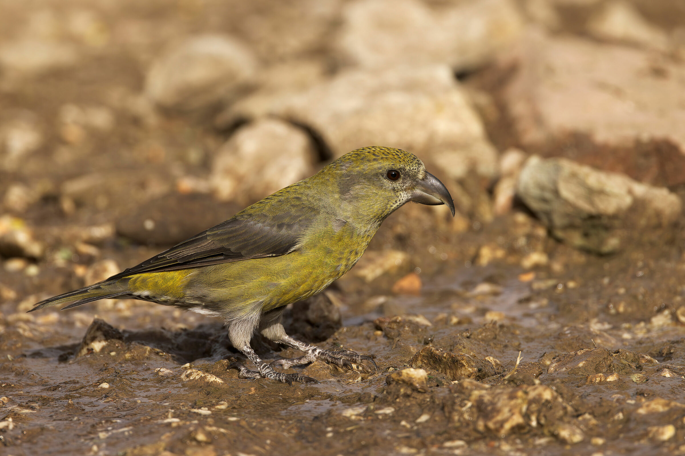 Cruises (Loxia curvirostra)