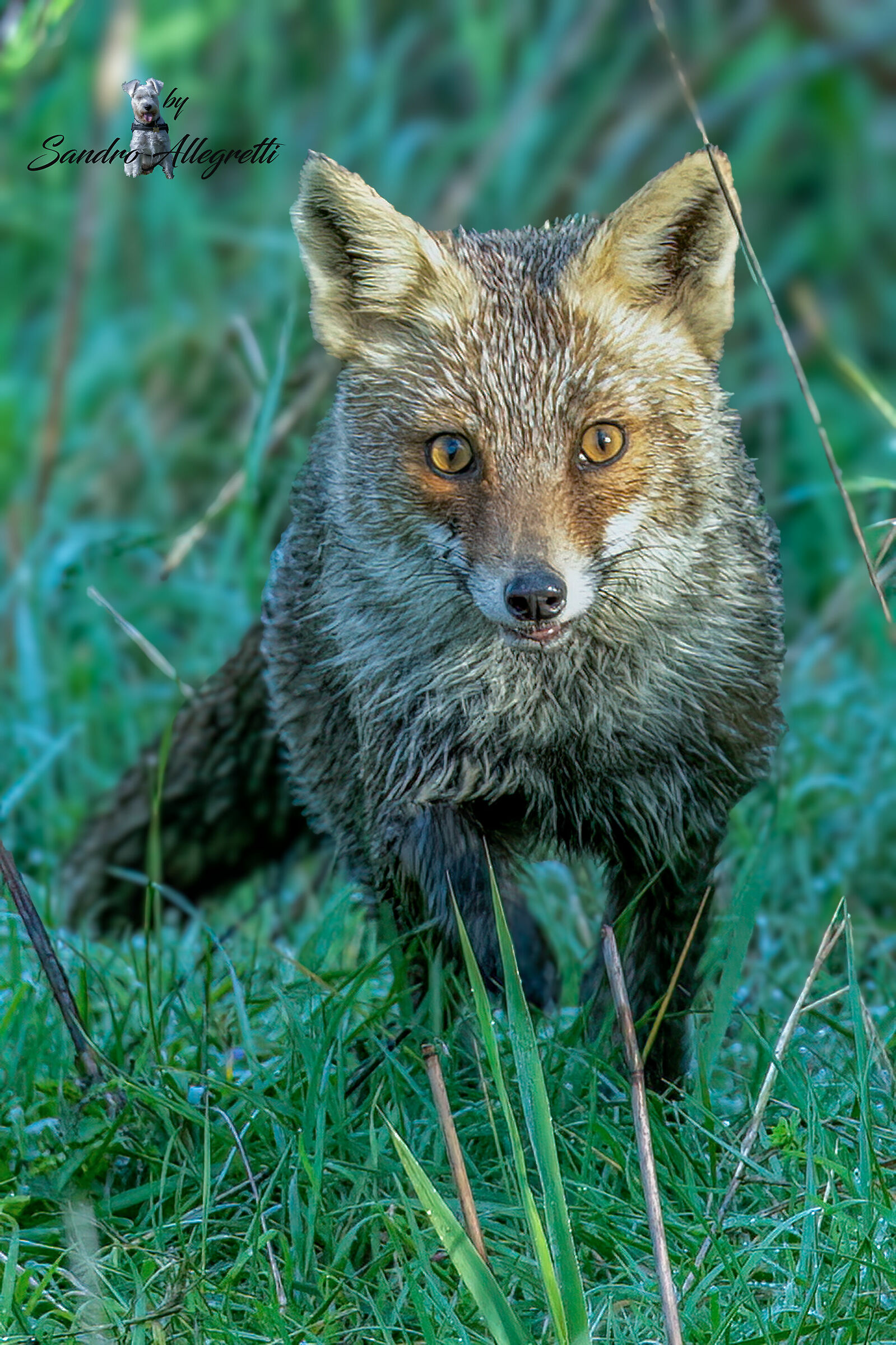La volpe rossa, o semplicemente volpe (Vulpes vulpes)