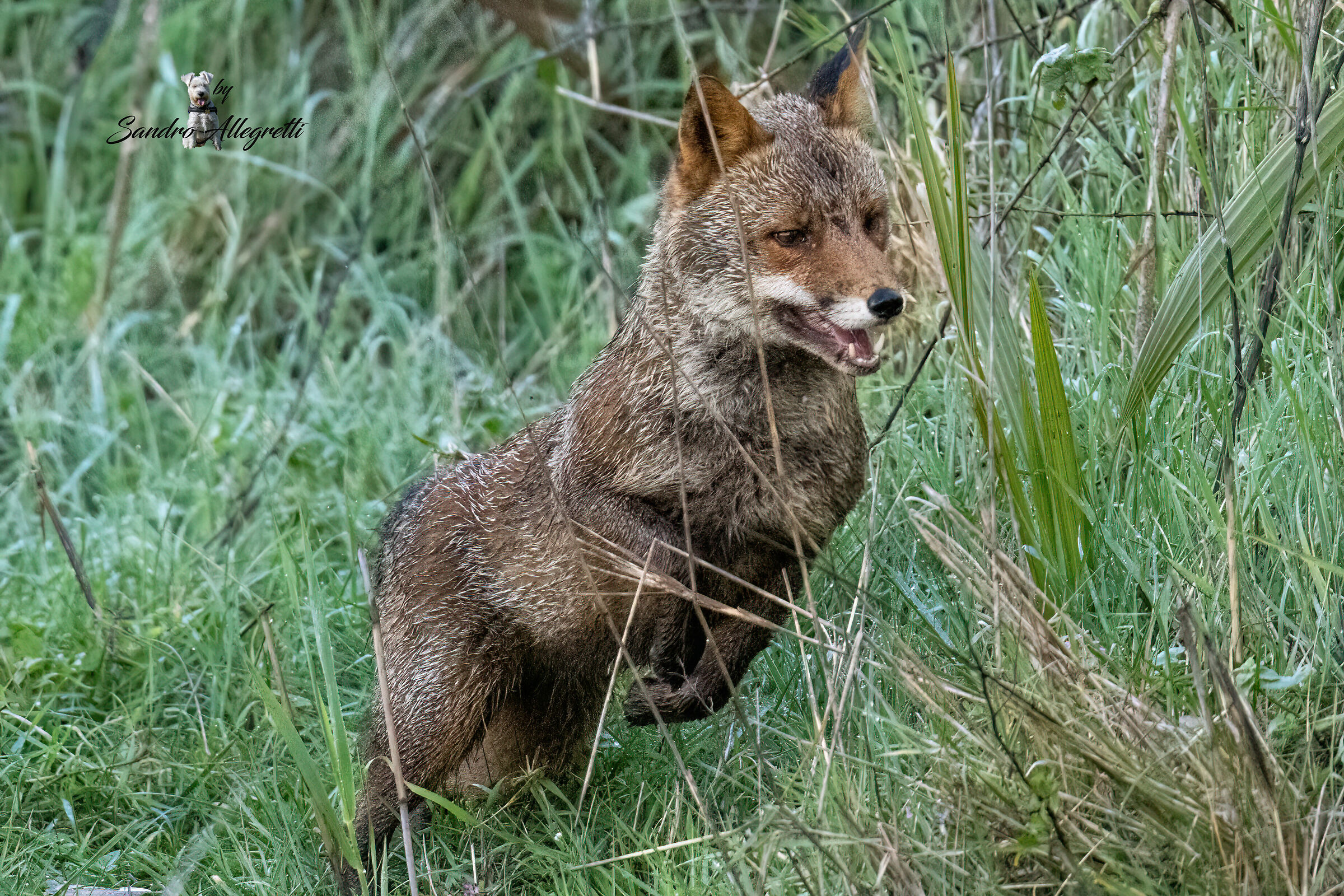 La volpe rossa, o semplicemente volpe (Vulpes vulpes)