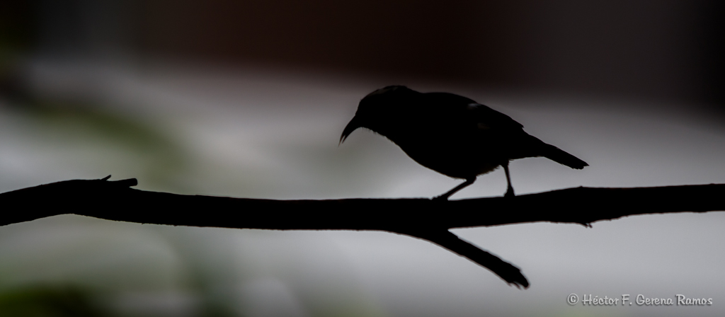 Bananaquit Silouette