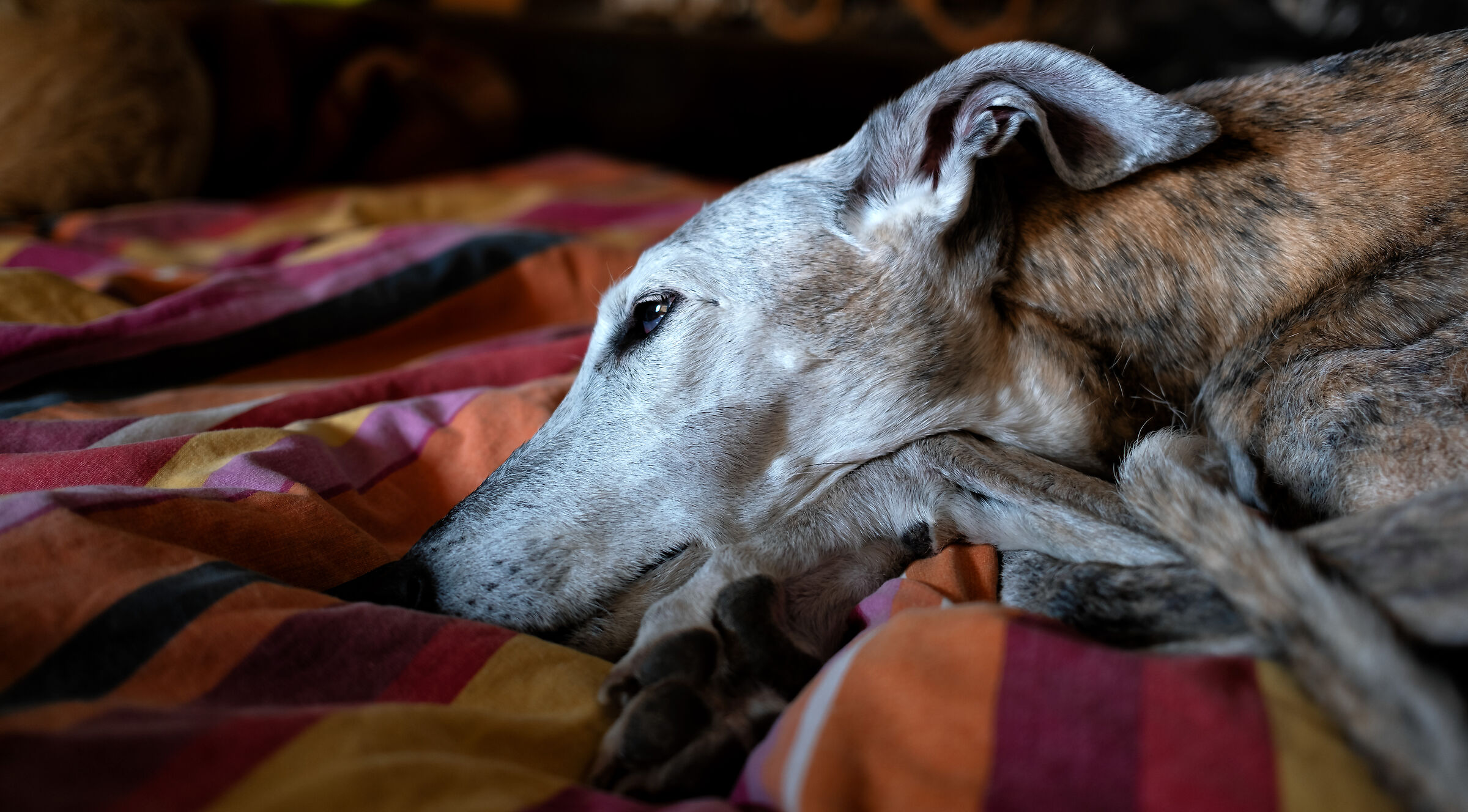 Il riposo della vecchietta