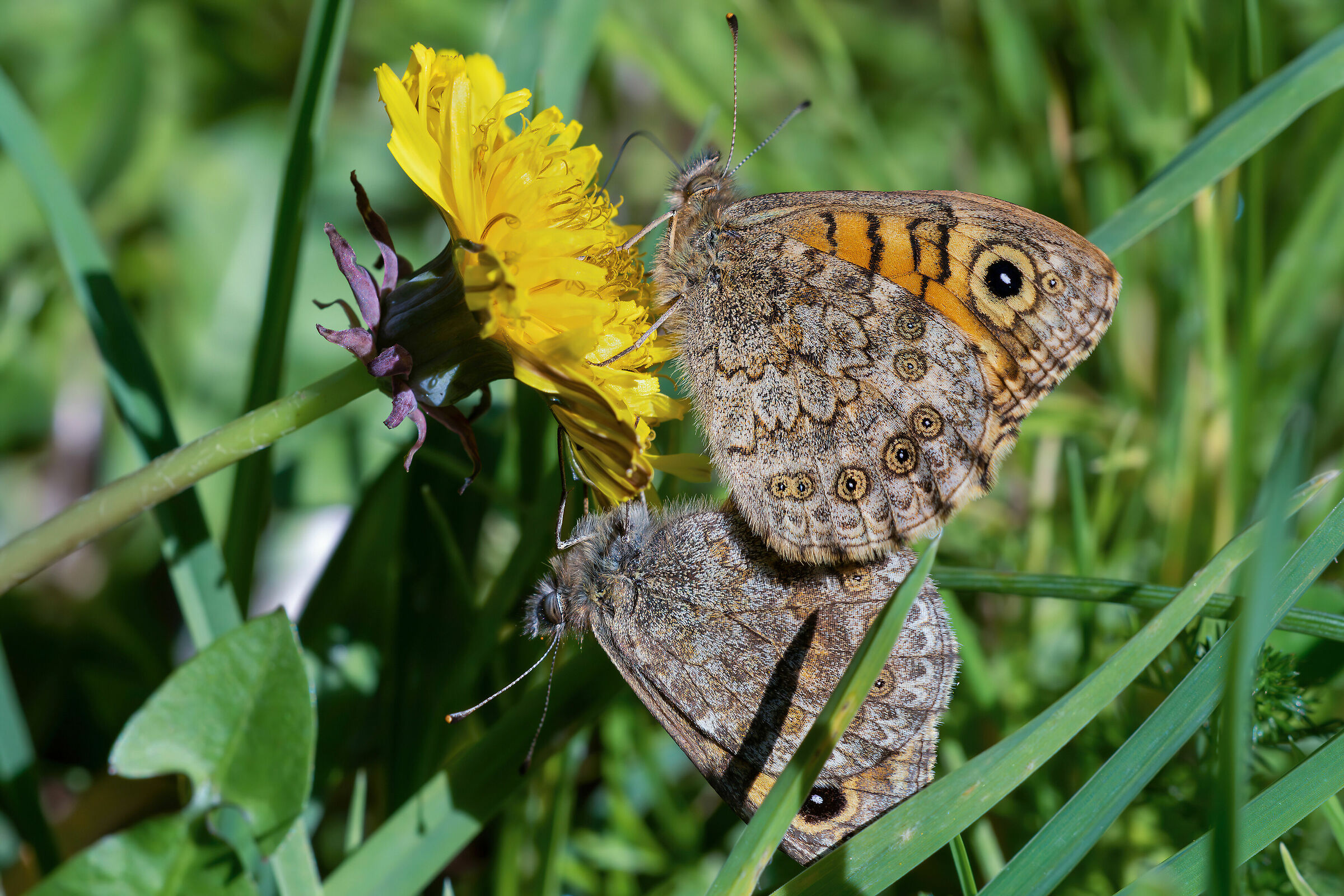 Pair of Lasiommata hag