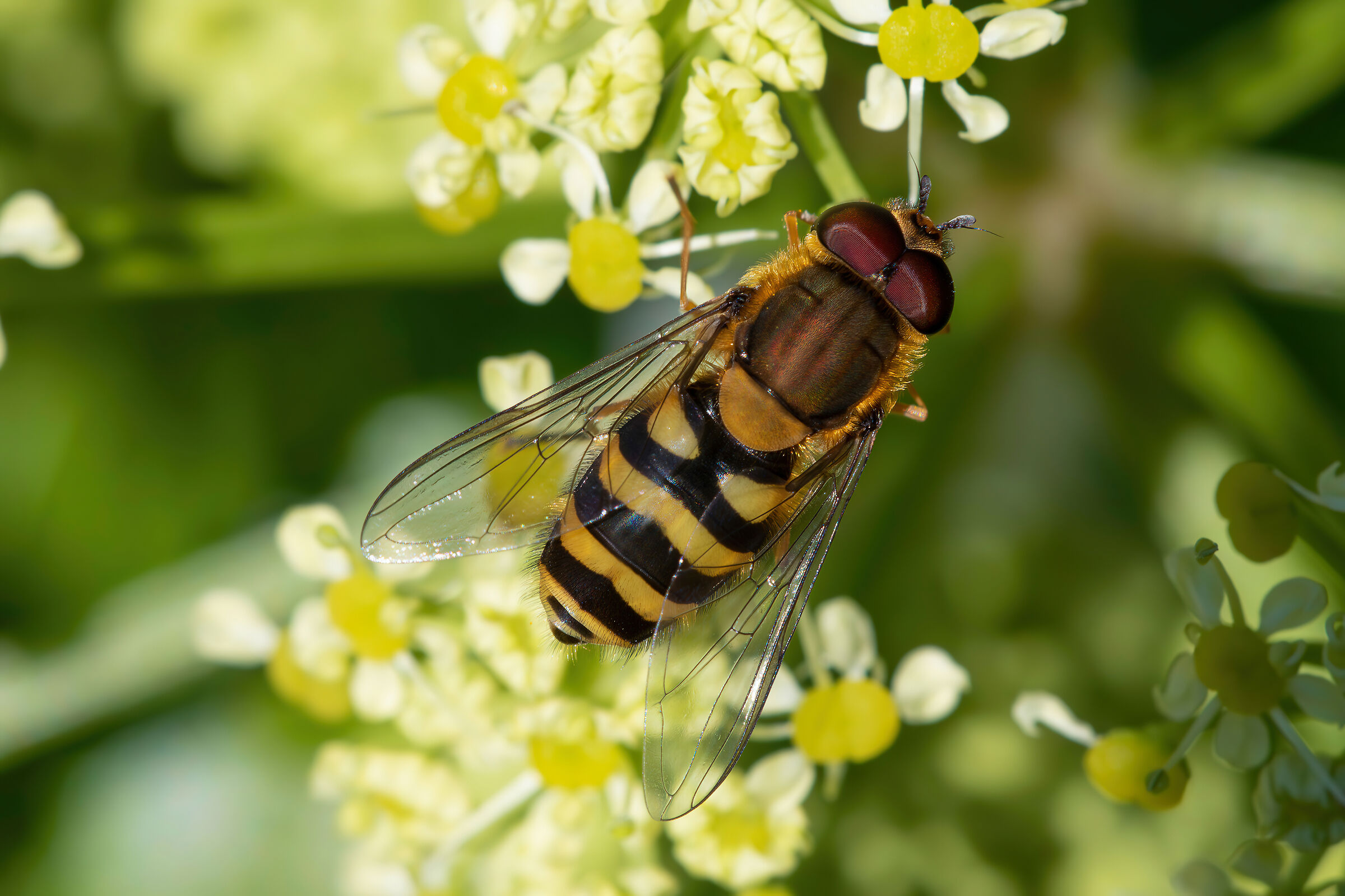 Male Syrphus sp.