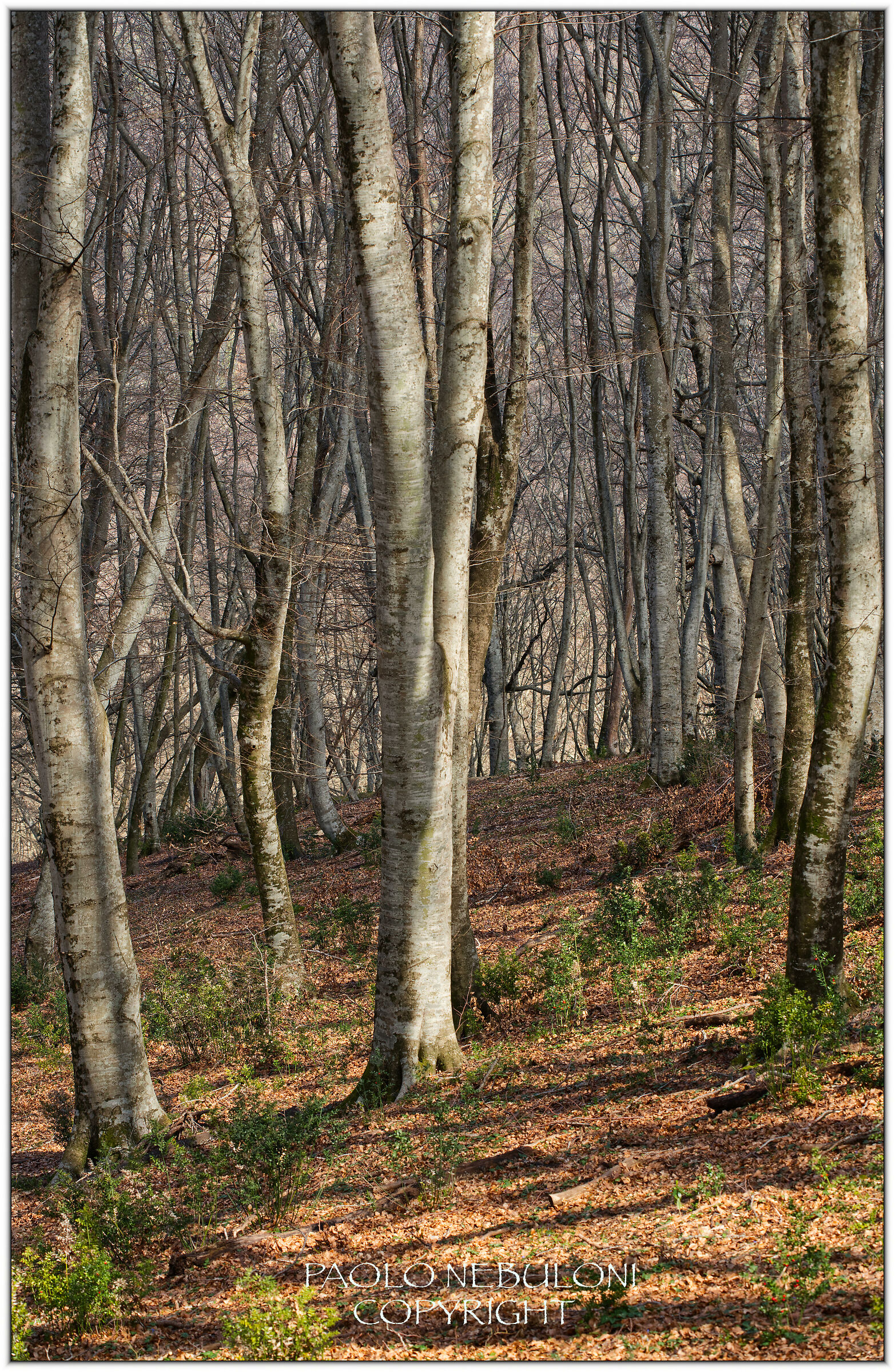 faggeta del Cimino - VT