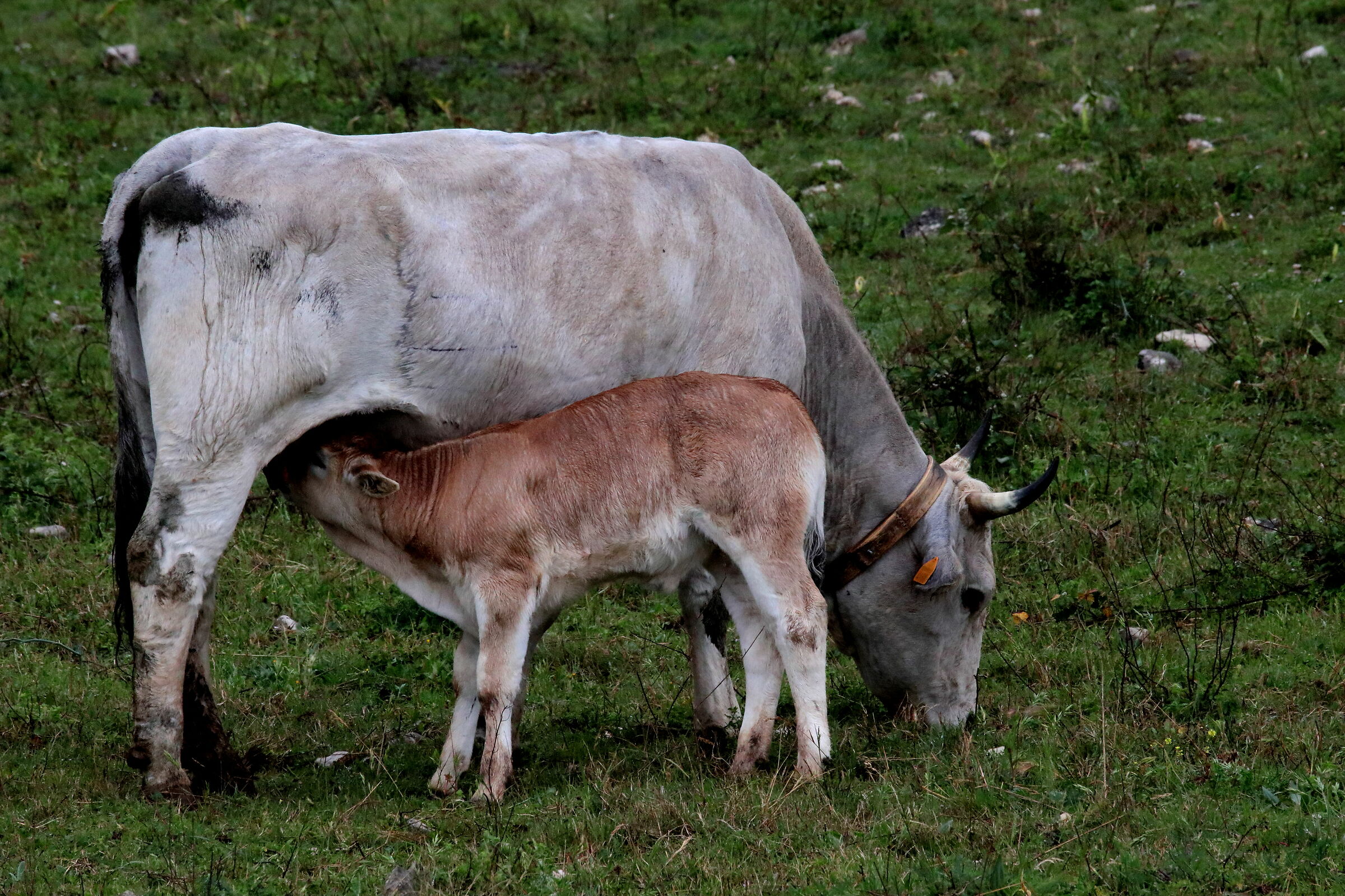 mamma mucca