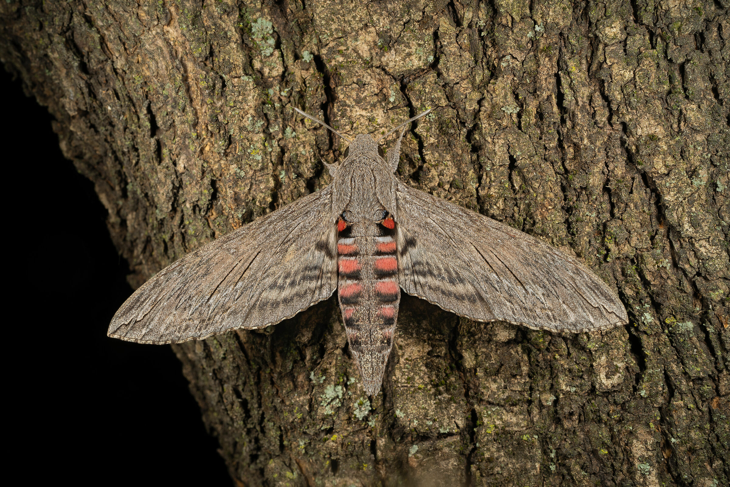 Agrius convolvuli, femmina