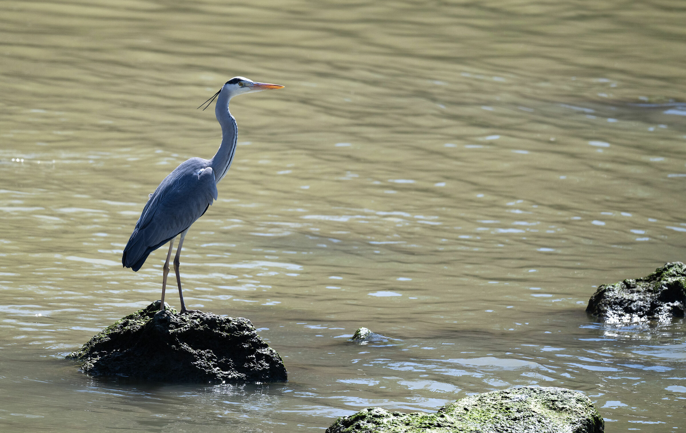 Airone Cenerino a S. Leone