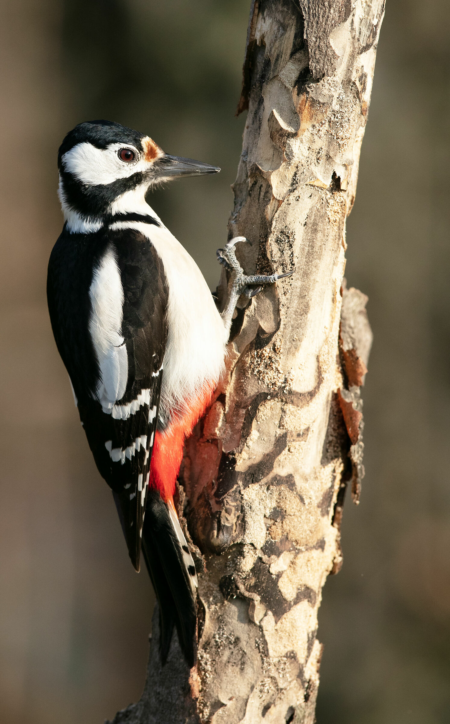 Spotted woodpecker