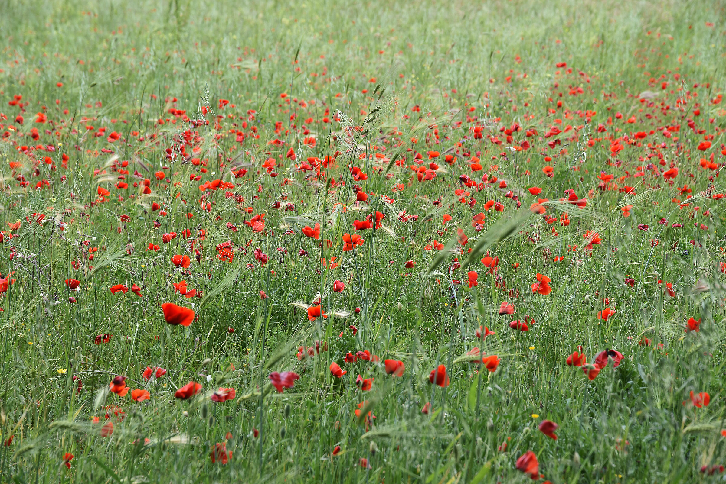 ci siamo.. Primavera