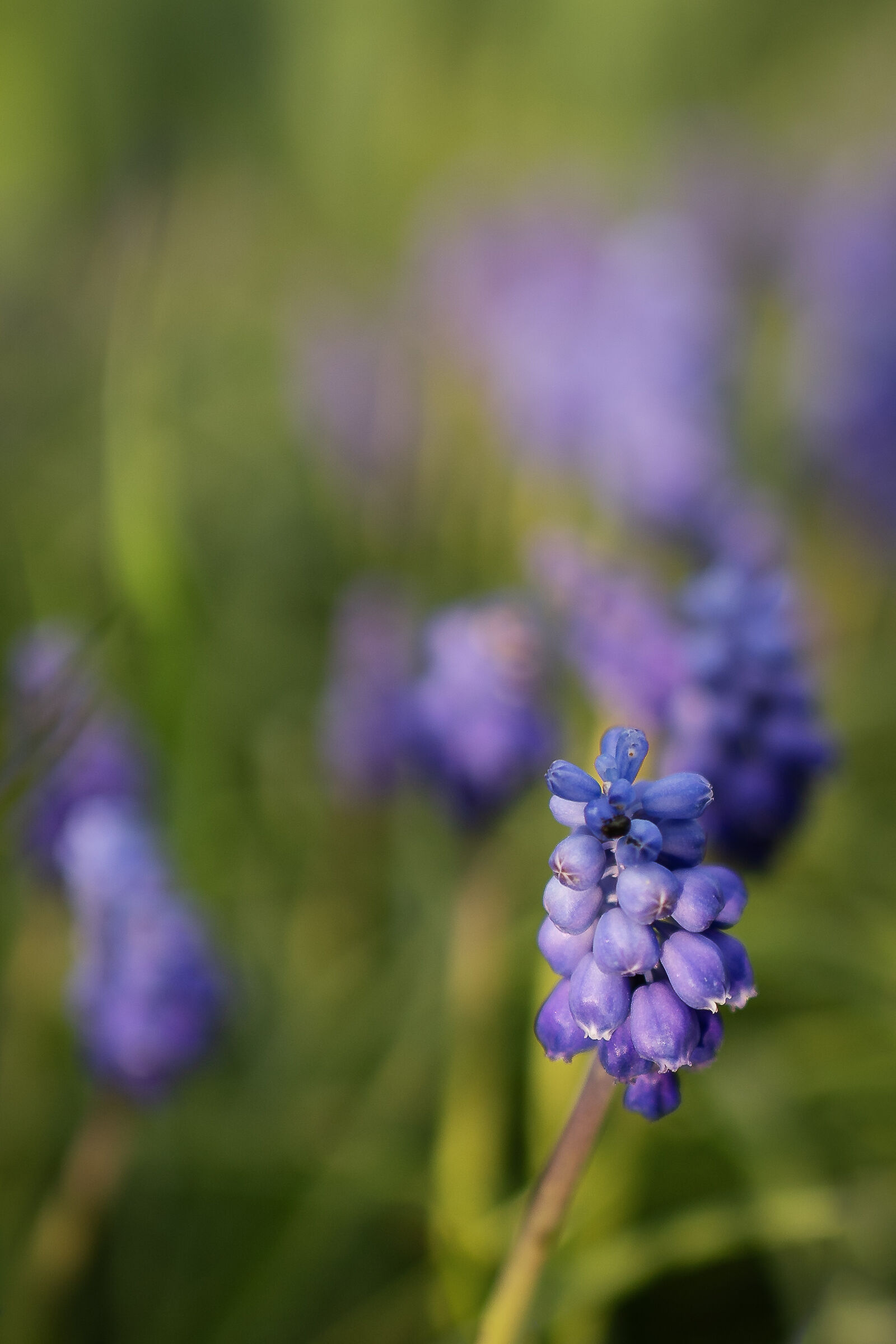 Muscari