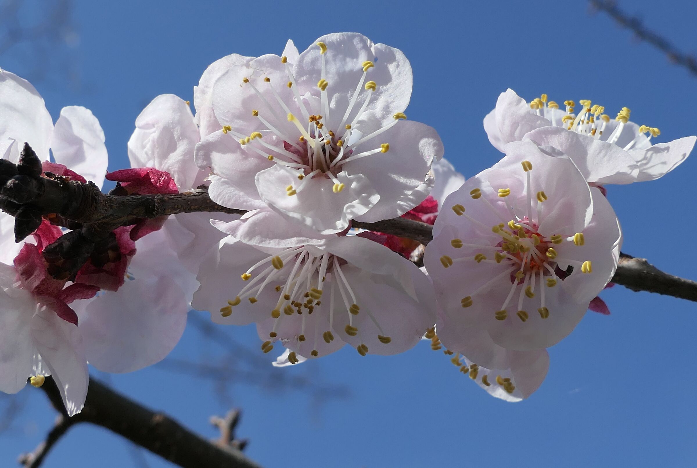 Primo giorno primaverile