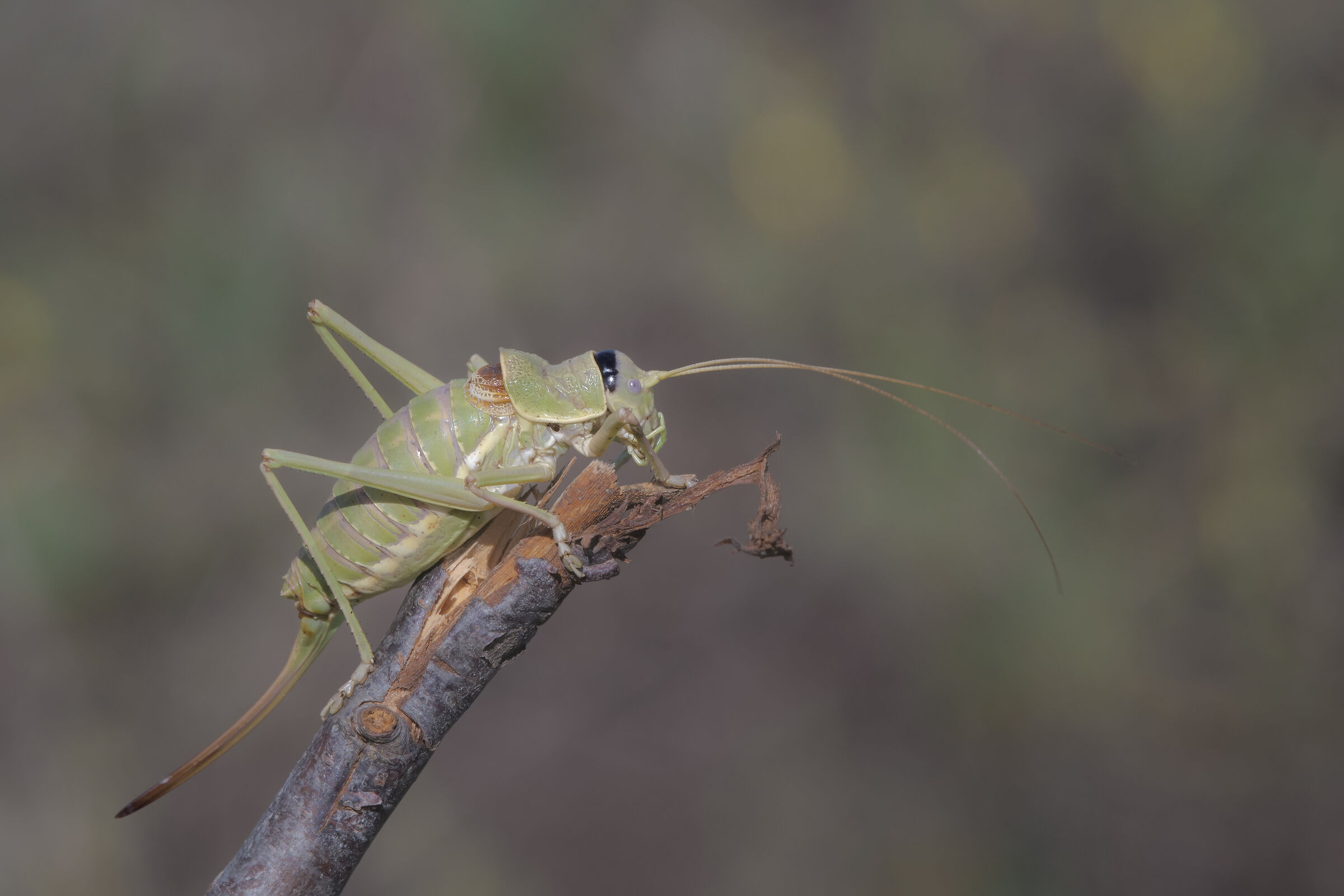 Ephippiger terrestris