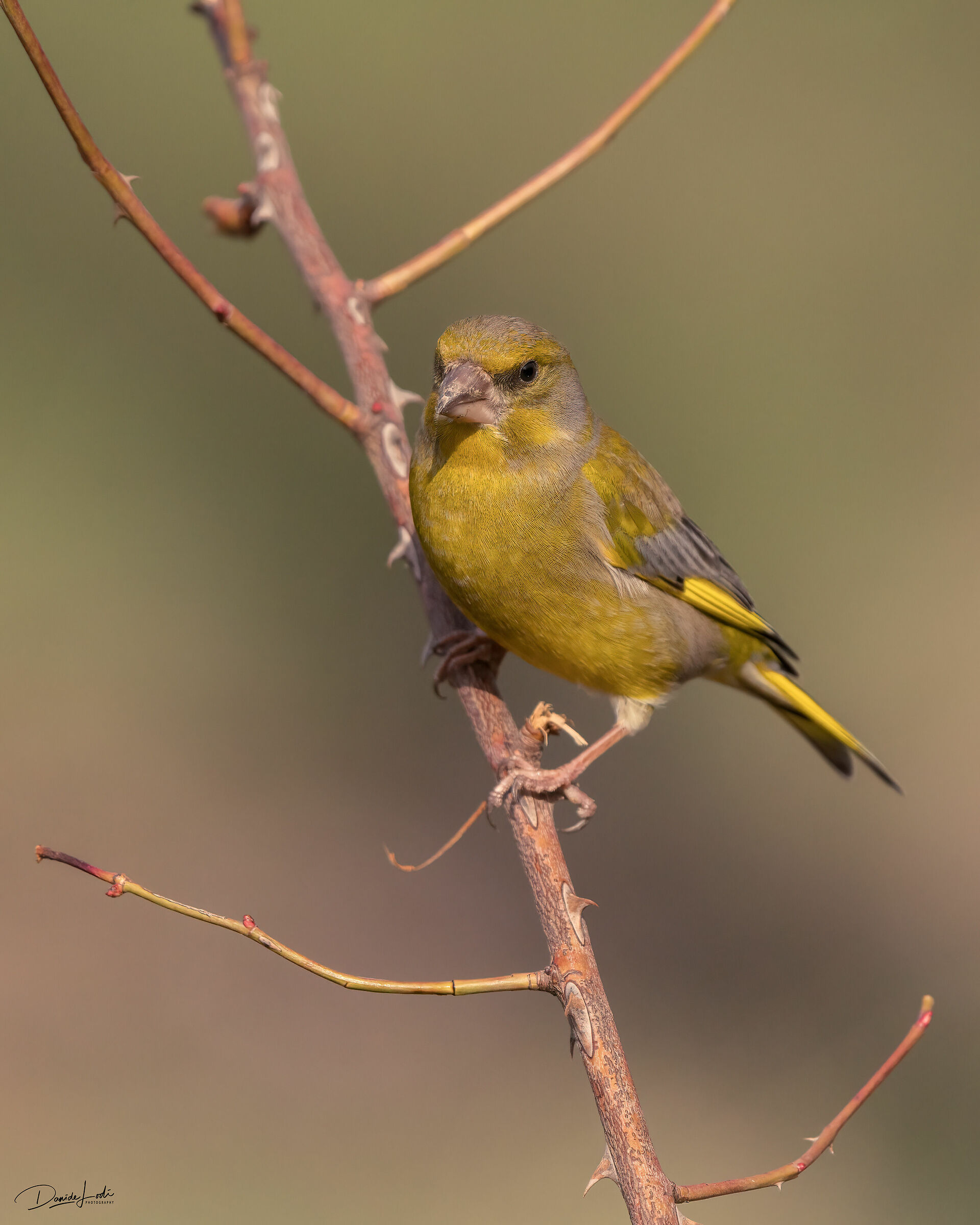 Greenfinch