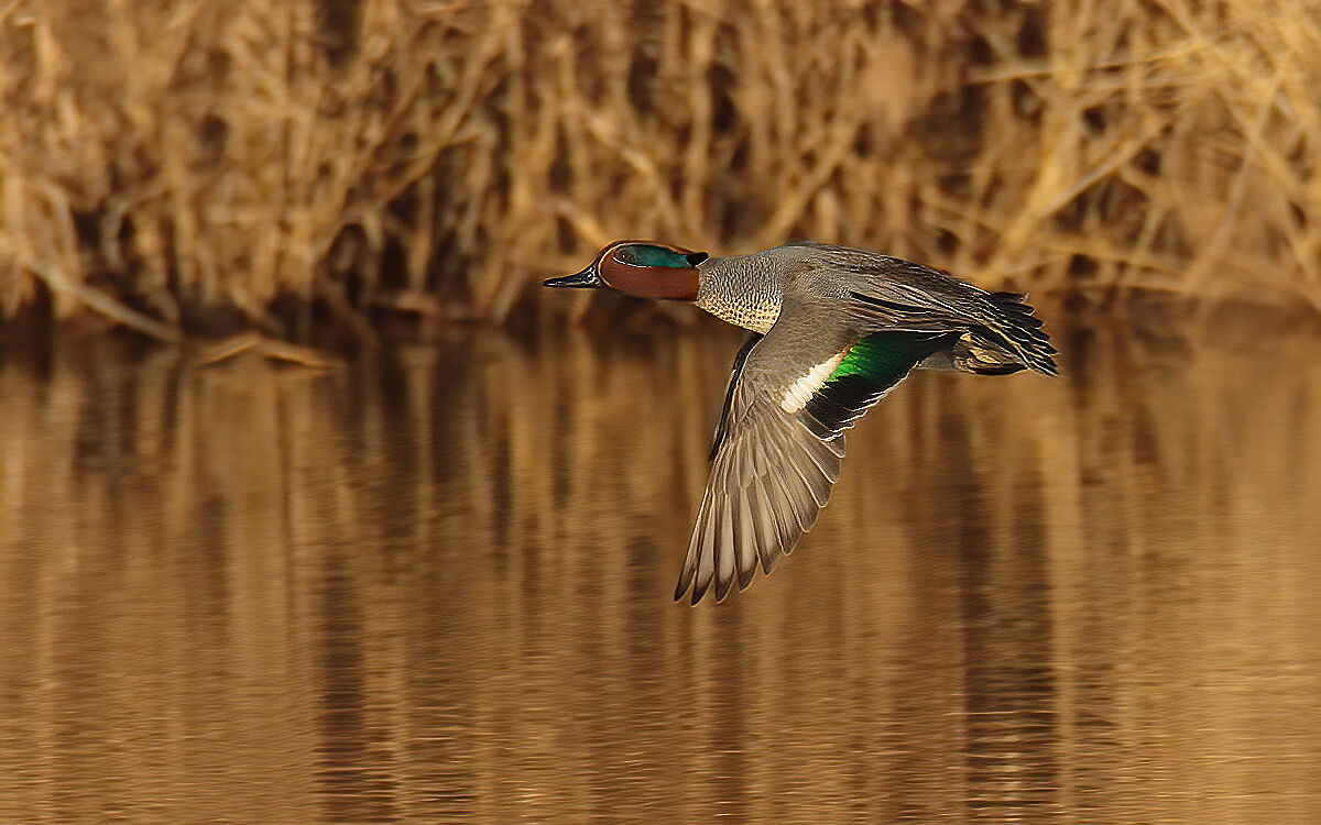 Male teal in flapping flight