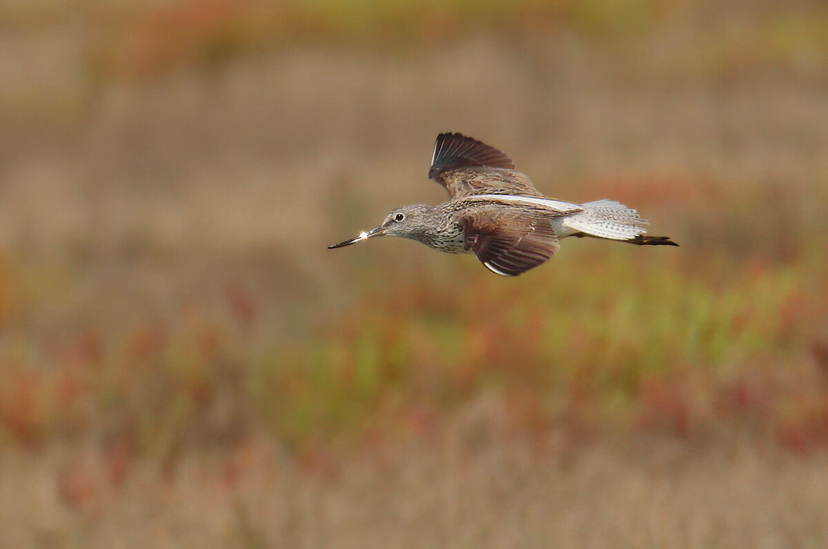 Pantana in planata con becco luccicante