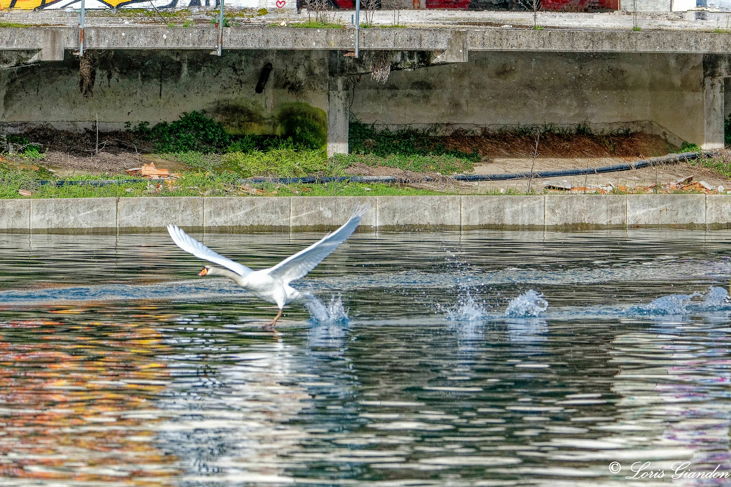 Cigno