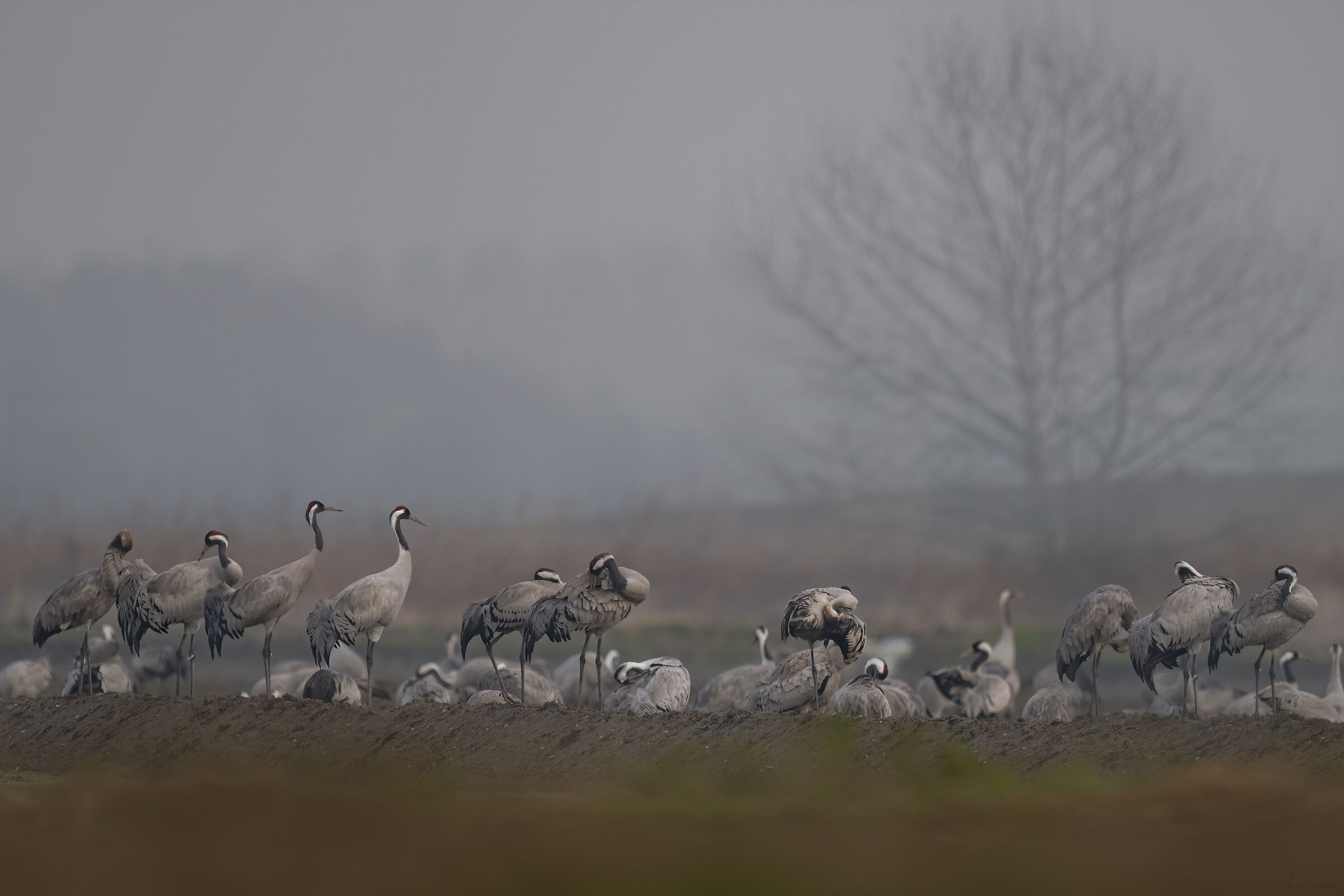 Preparativi per il viaggio di ritorno
