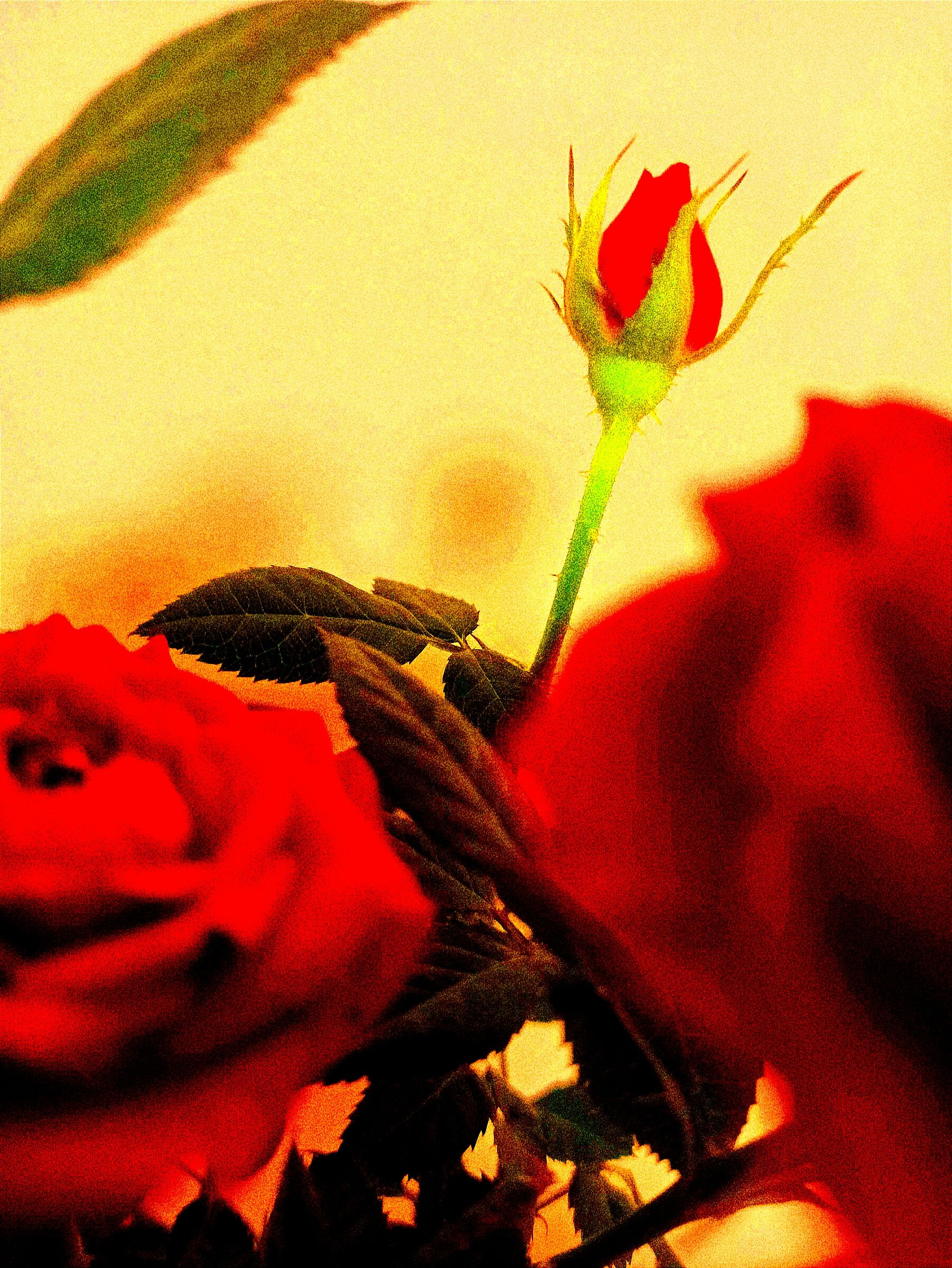 Sboccia un rosé, ma senza ubriacarsi...