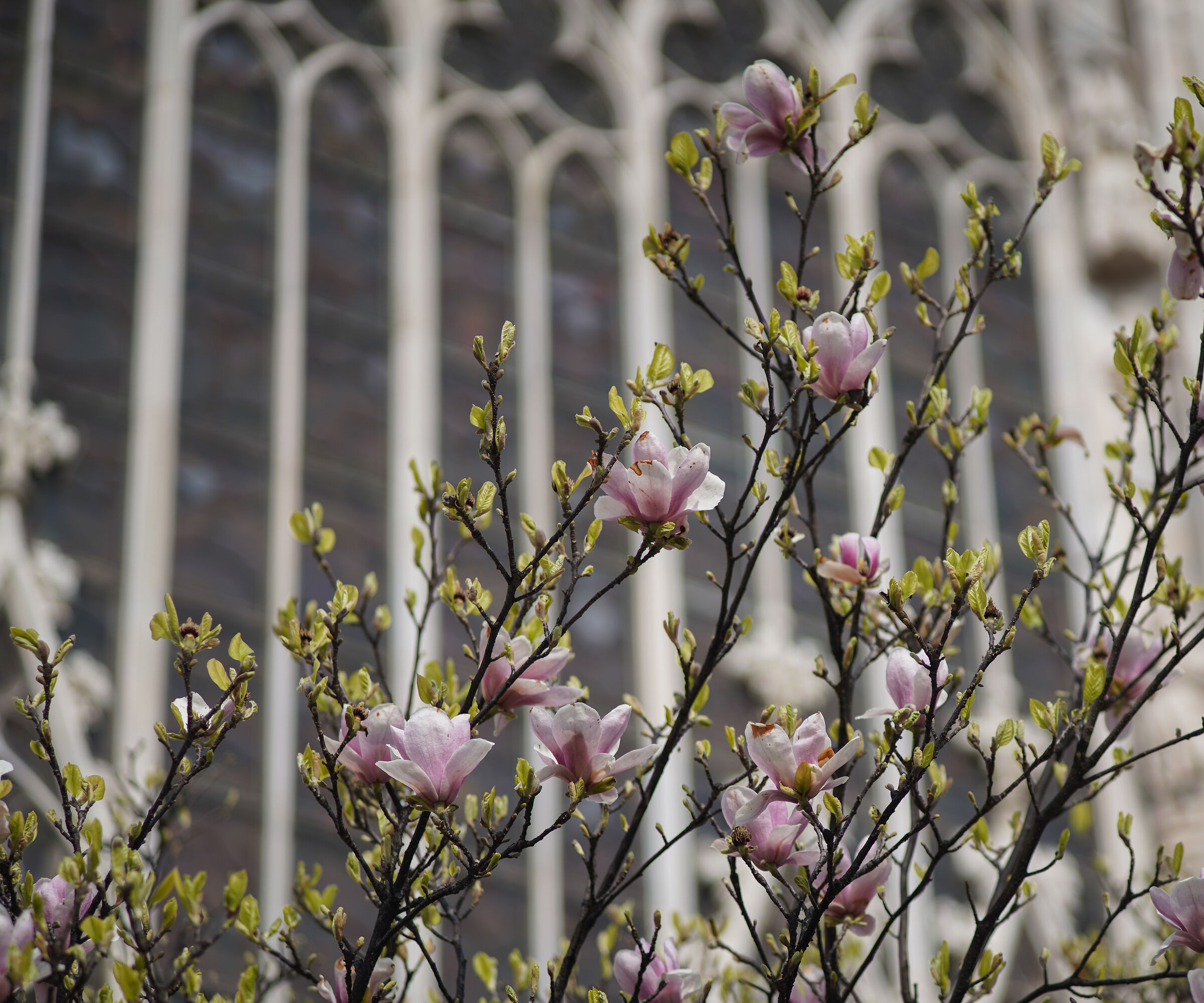 "Magnolia denudata" in Piazza Duomo -14/03/2024, 1...
