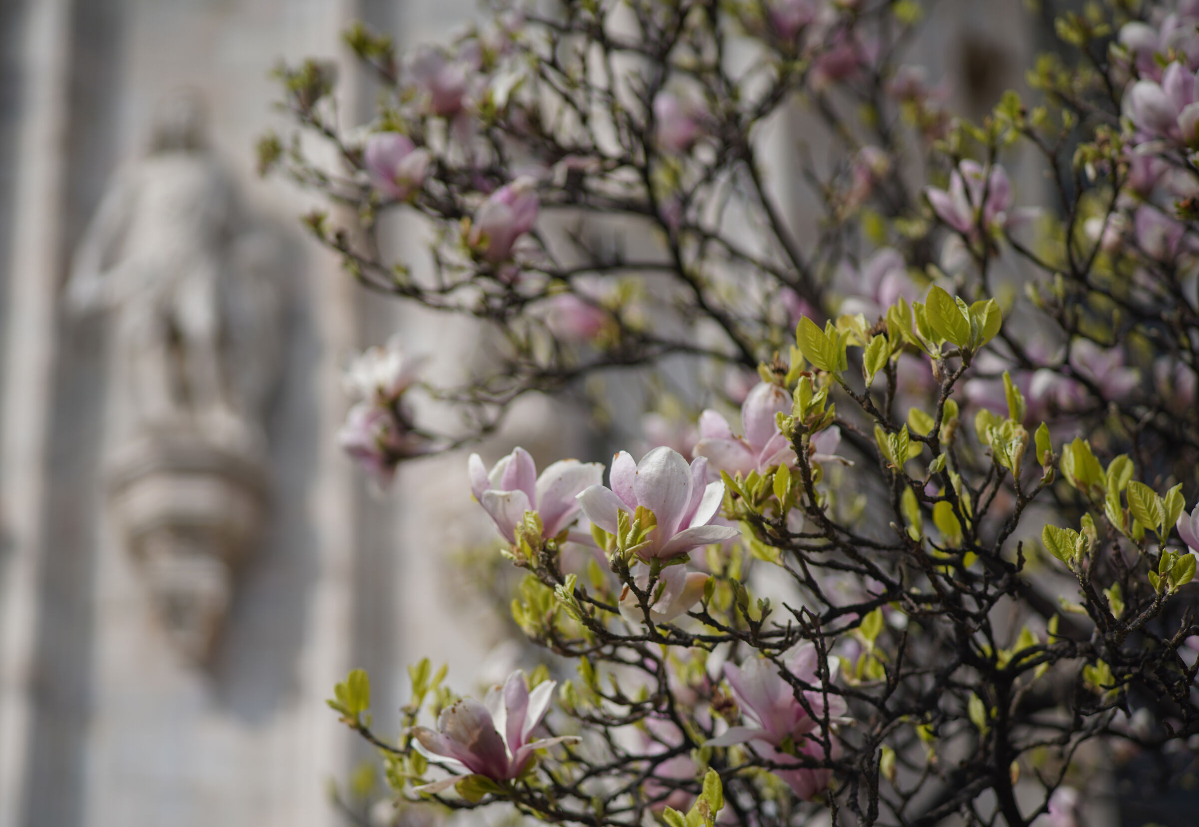 "Magnolia denudata" in Piazza Duomo -14/03/2024, 1...