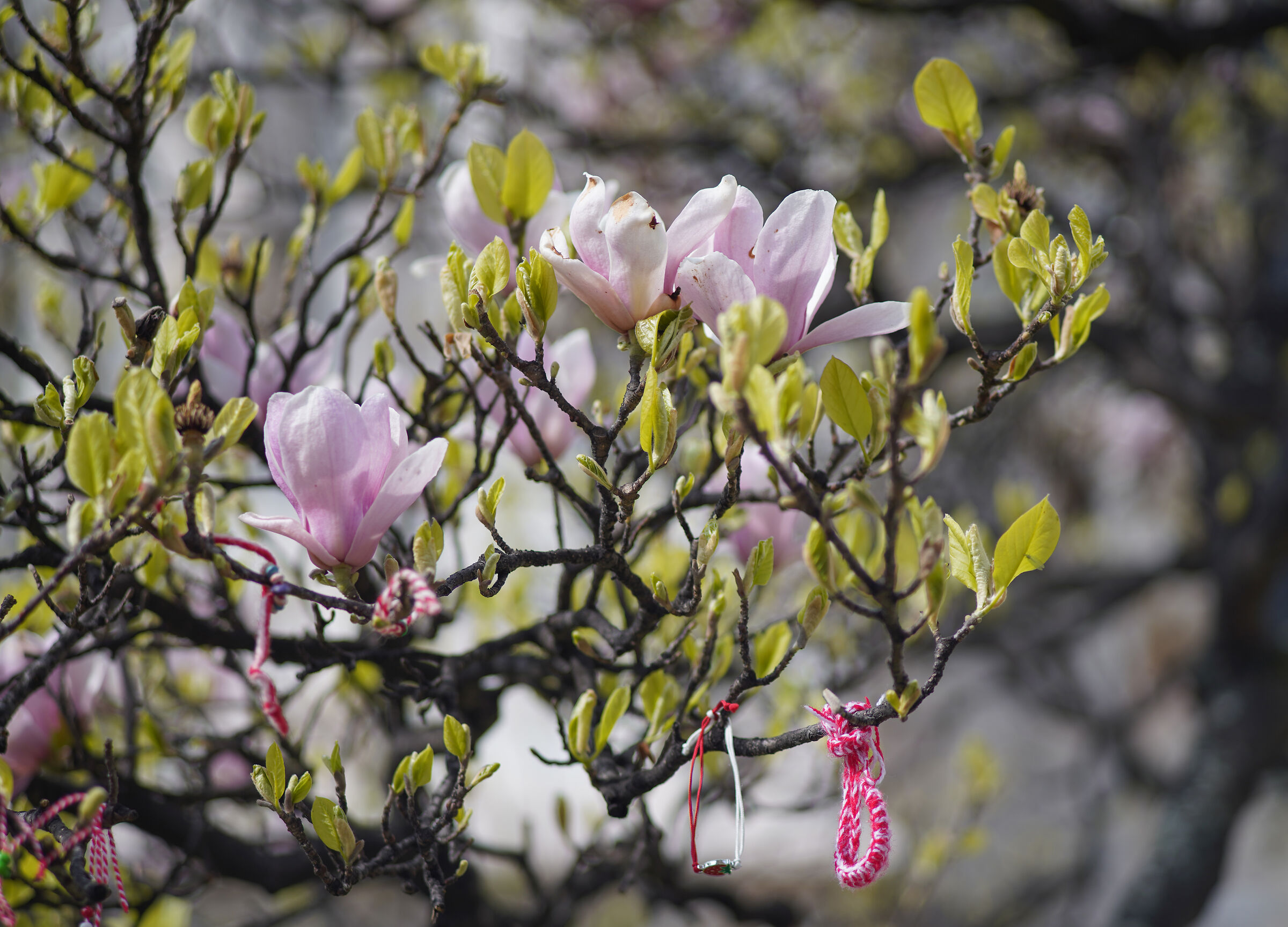 "Magnolia denudata" in Piazza Duomo -14/03/2024, 1...