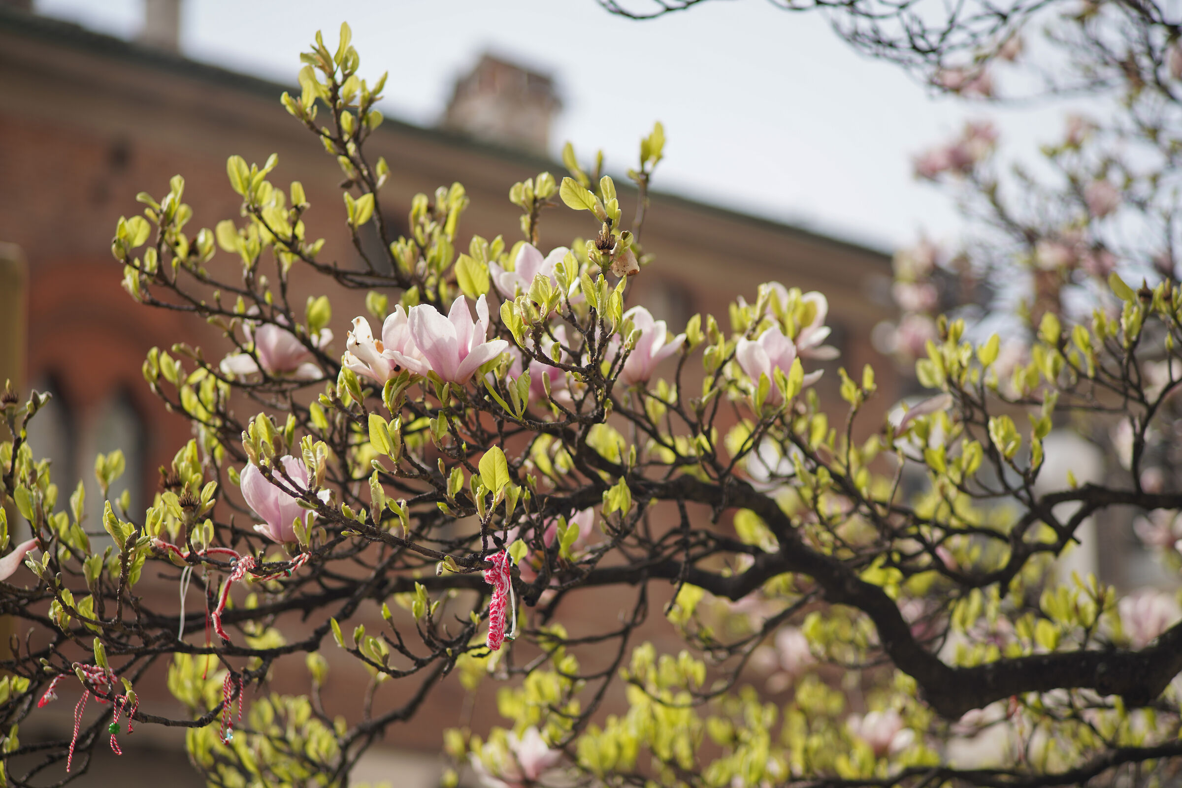 "Magnolia denudata" in Piazza Duomo -14/03/2024, 1...