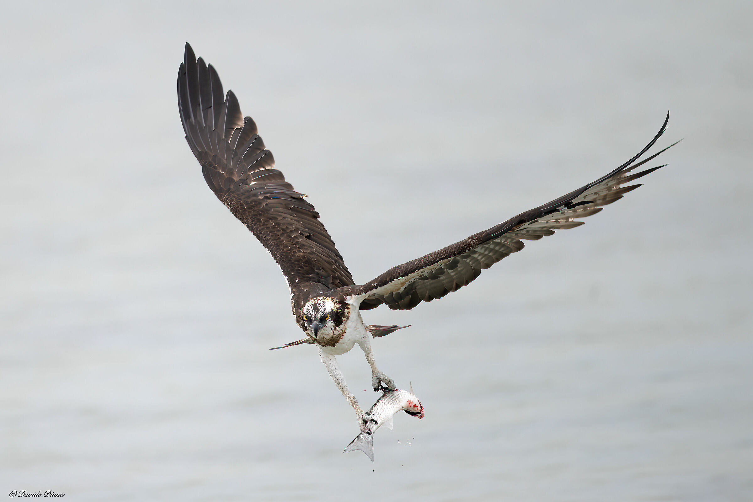 Osprey - Pandion haliaetus - Cabras - Sardinia