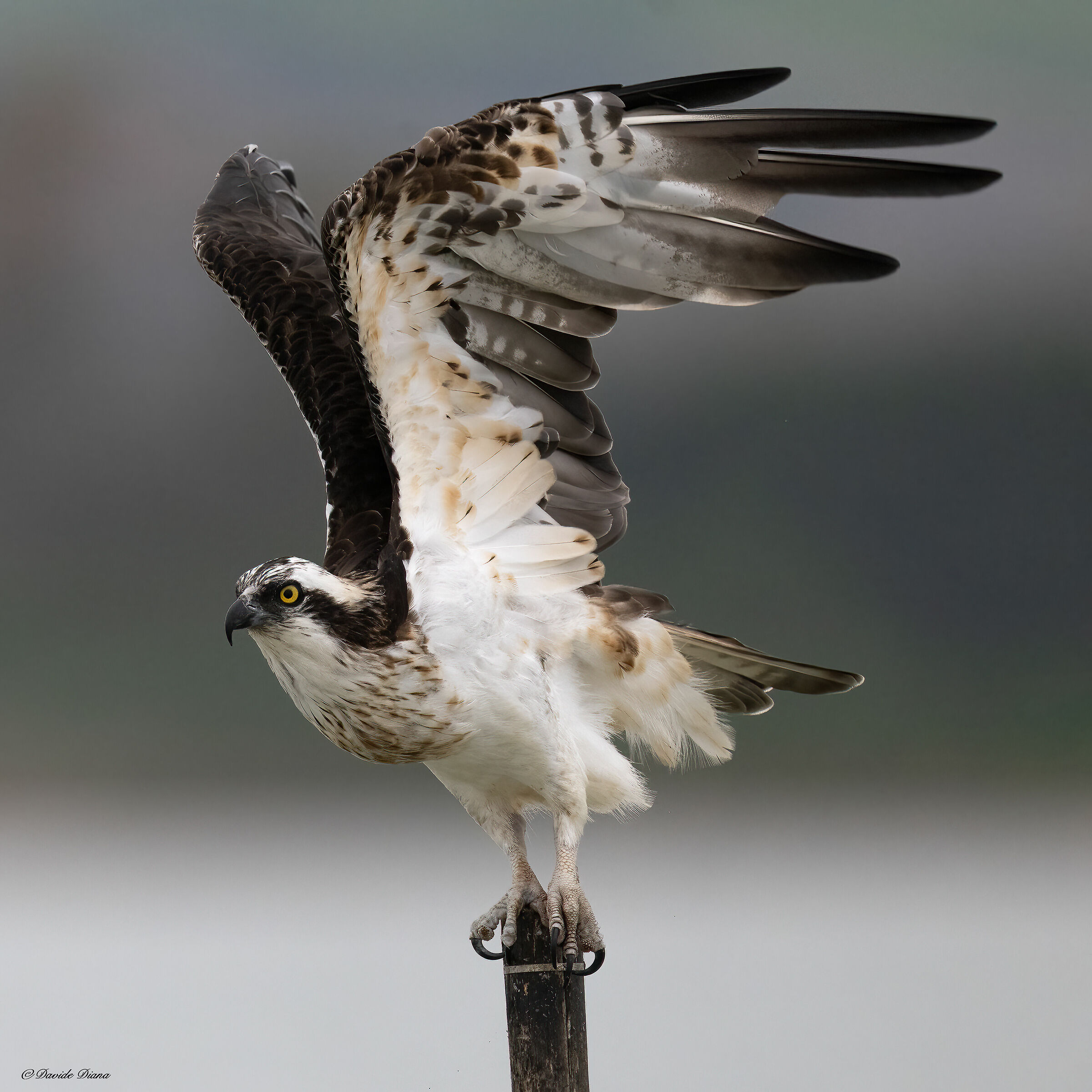 Osprey - Pandion haliaetus - Cabras - Sardinia