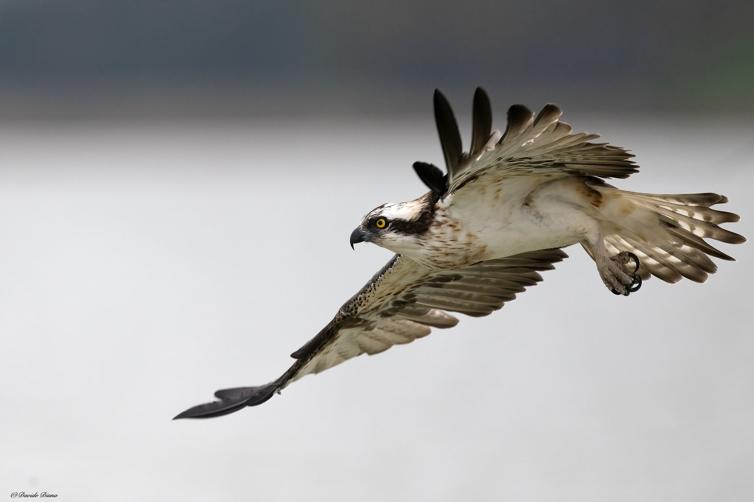 Osprey - Pandion haliaetus - Cabras - Sardinia