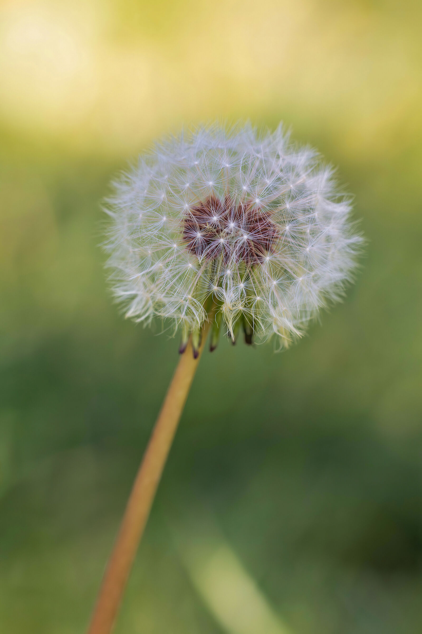 Dandelion