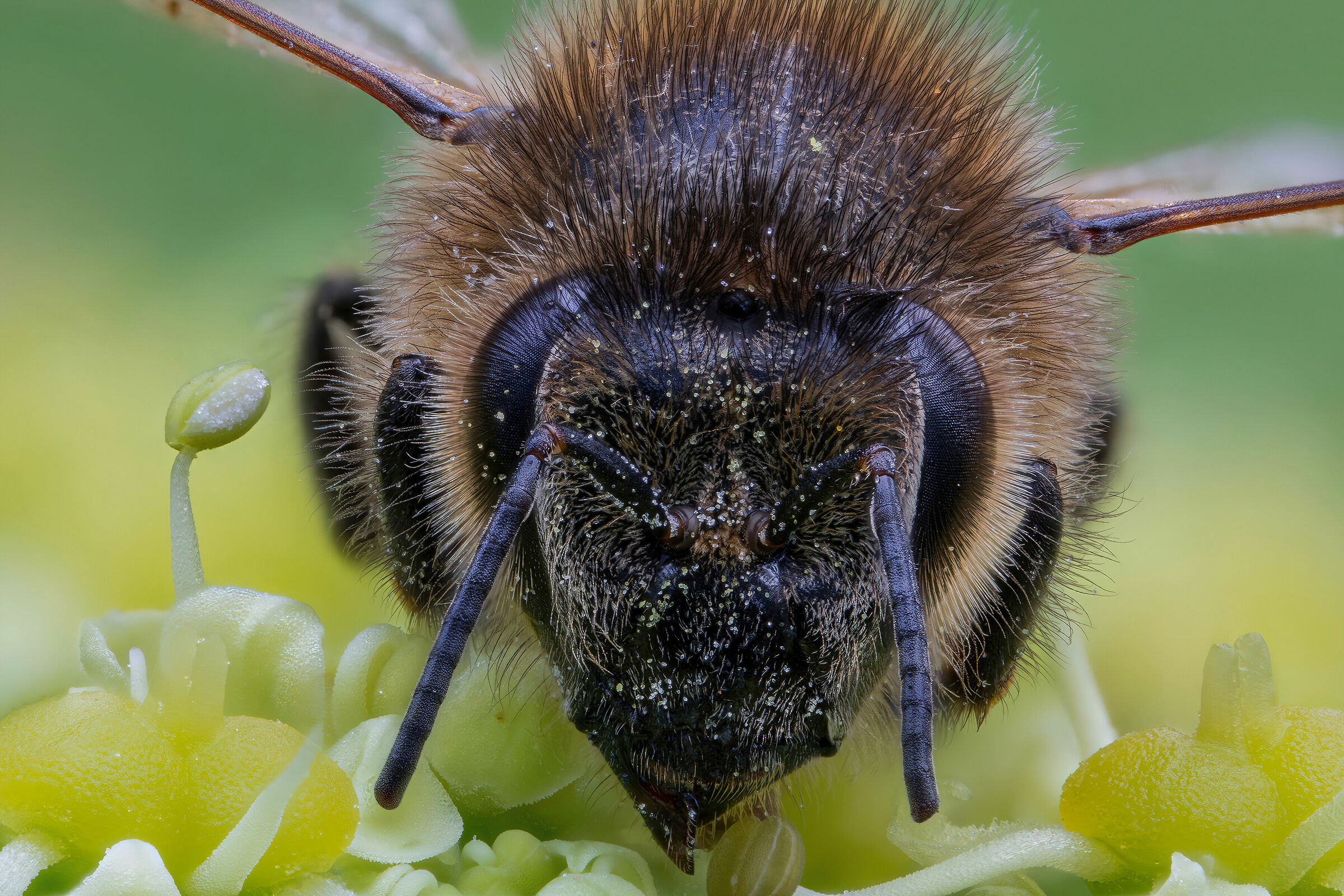 Bee