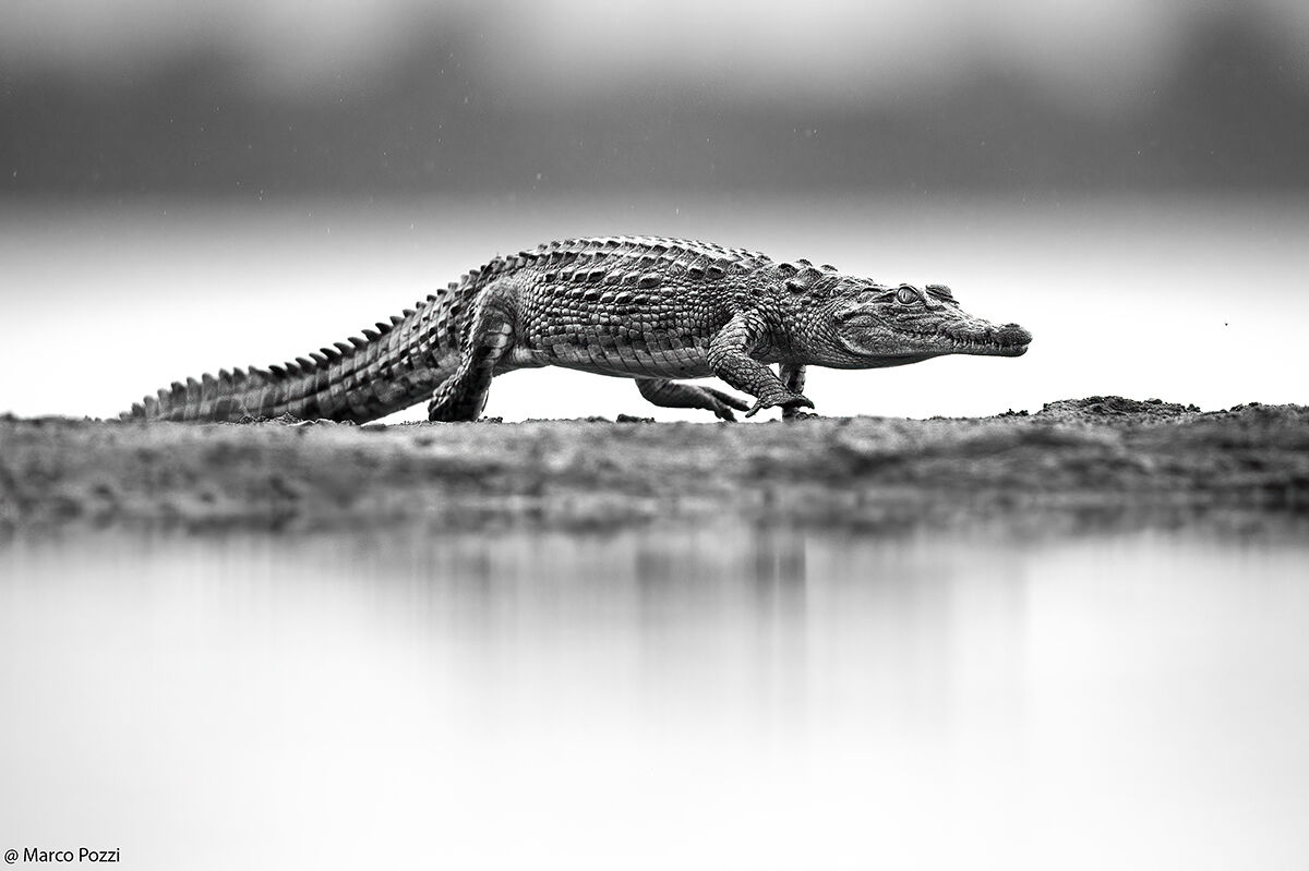 Croc B&W