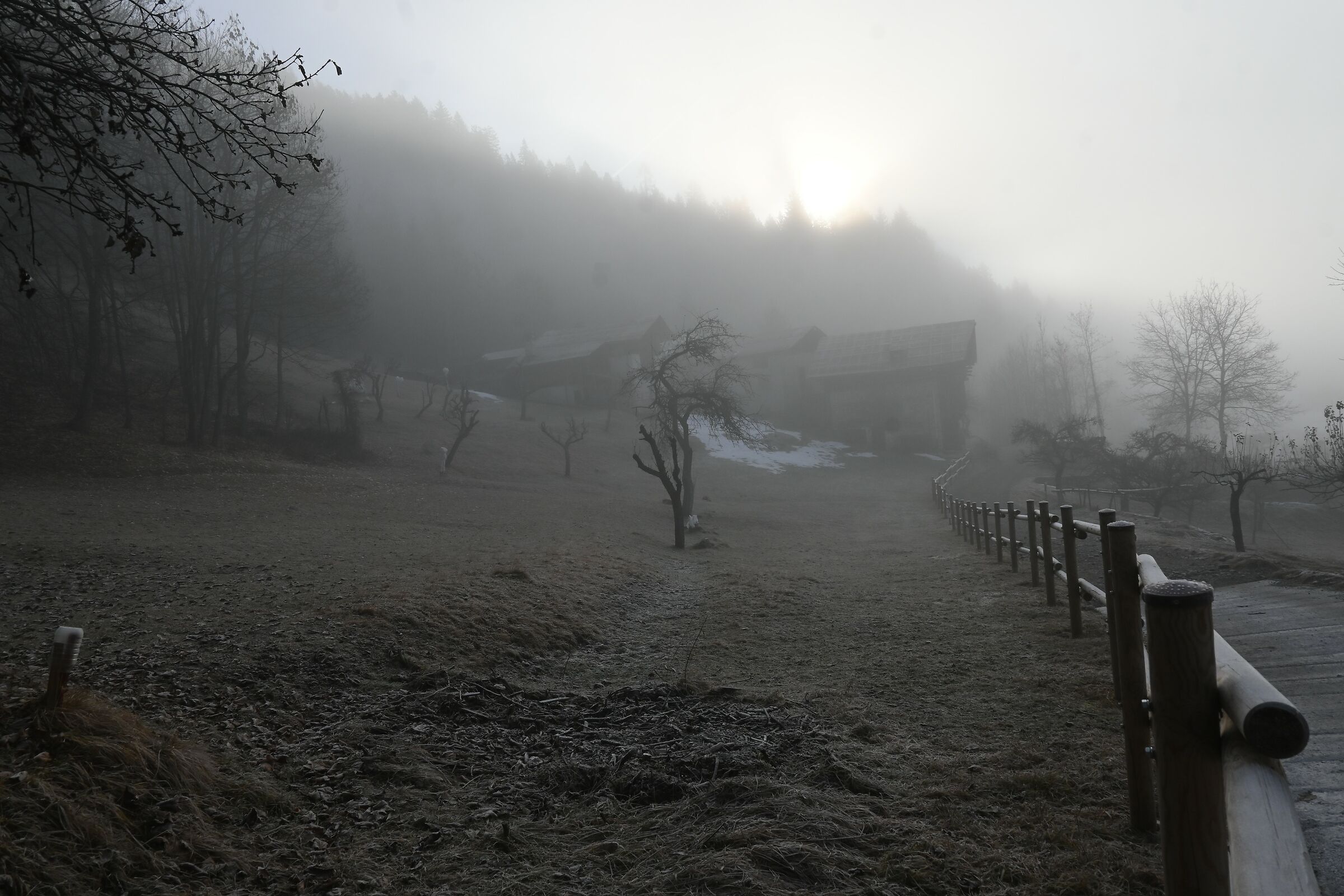The Fog