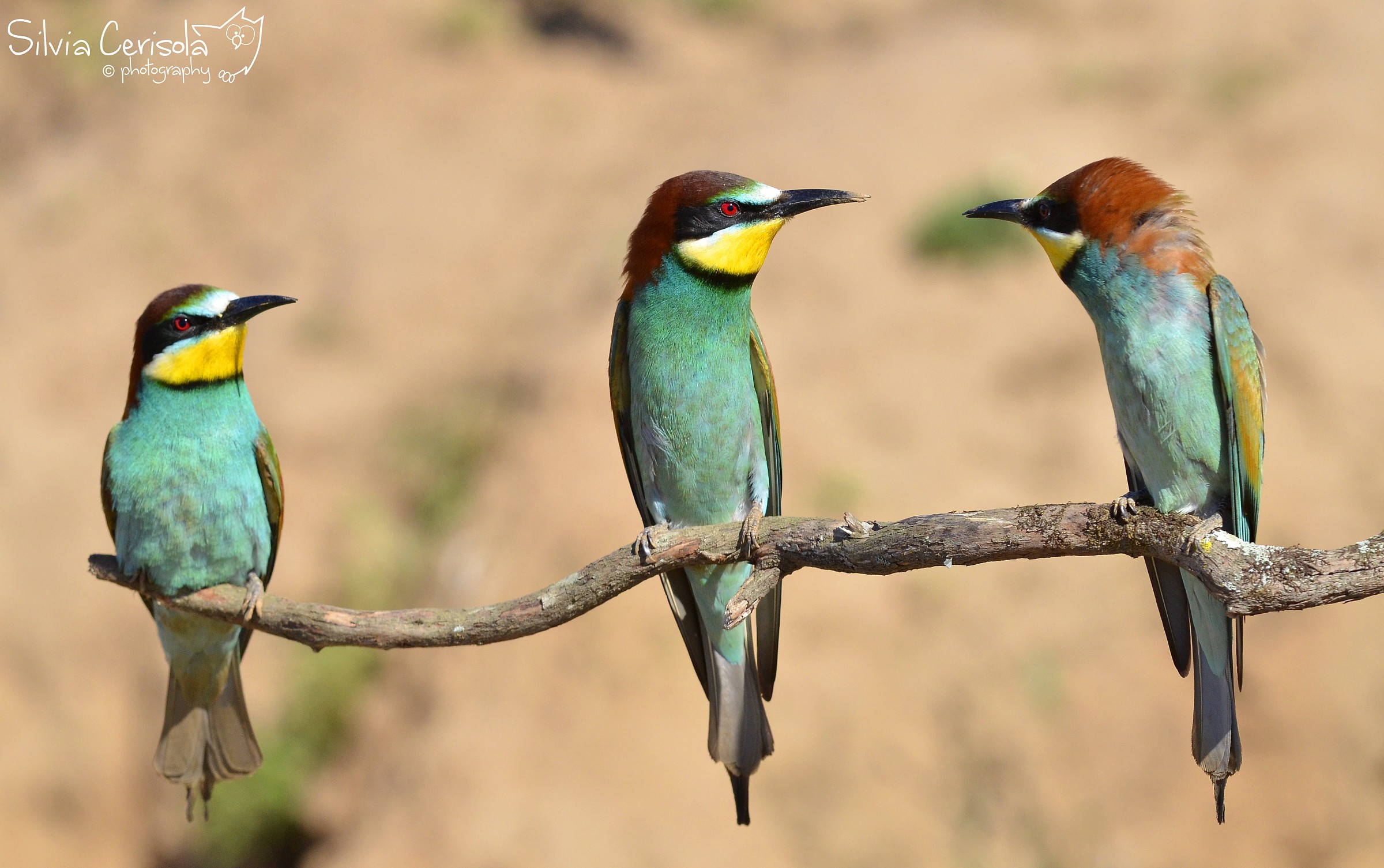 Hey you! It 's my crutch!