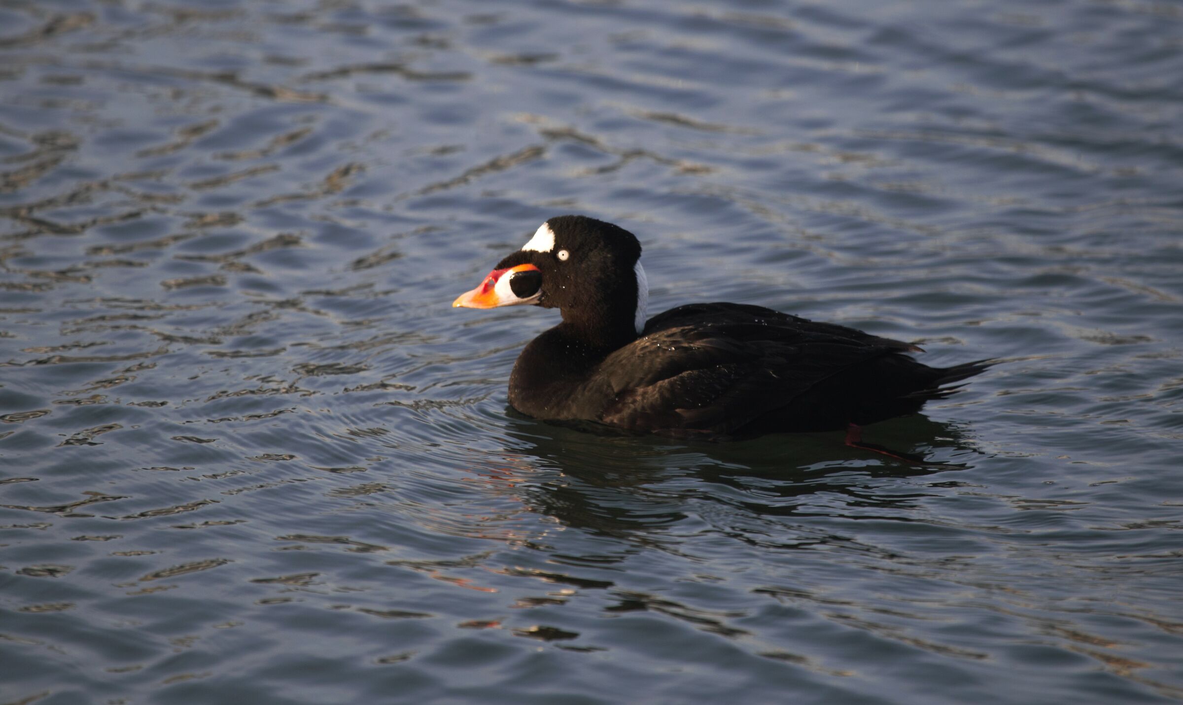 The ogre with the glasses