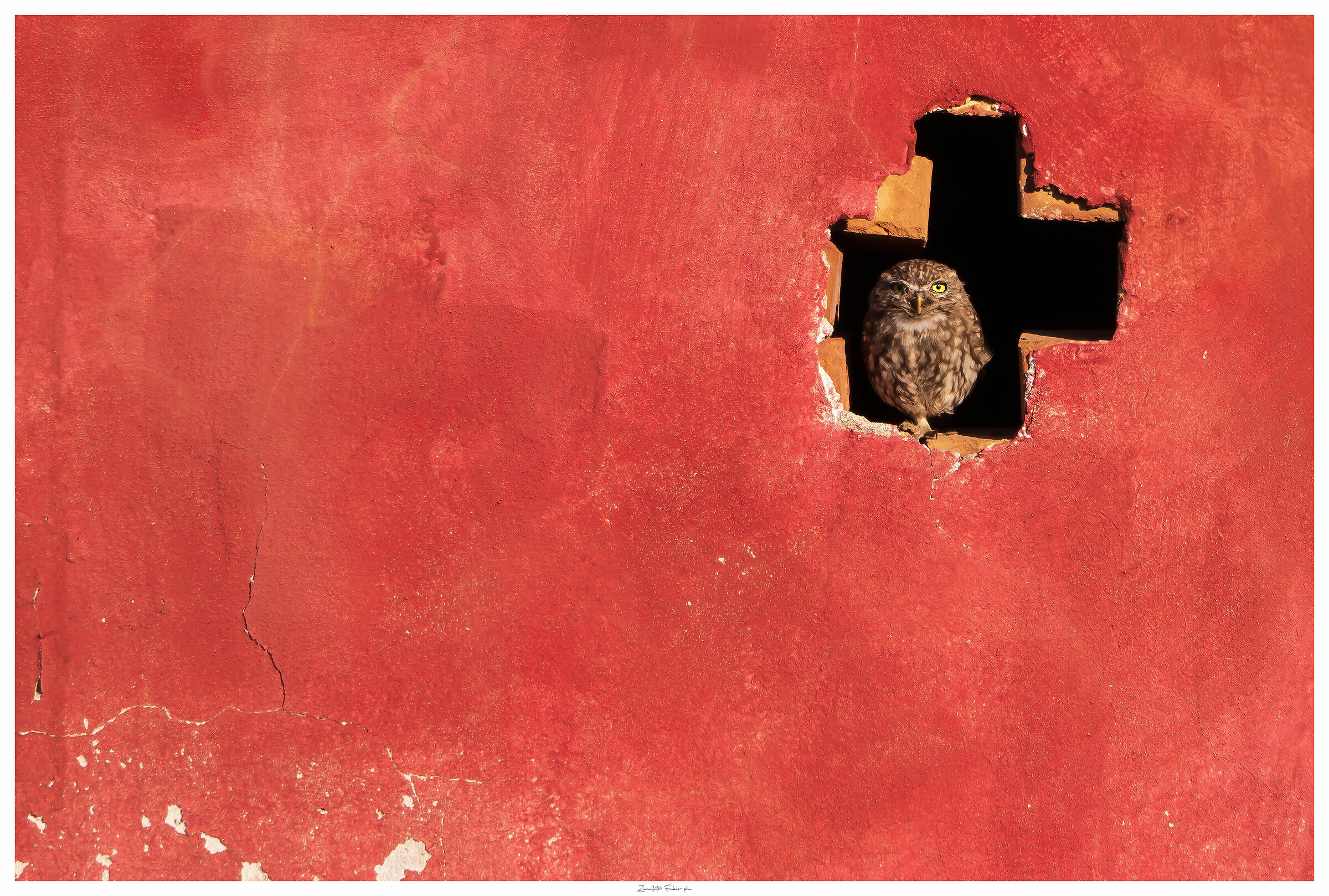 l'occhio della civetta