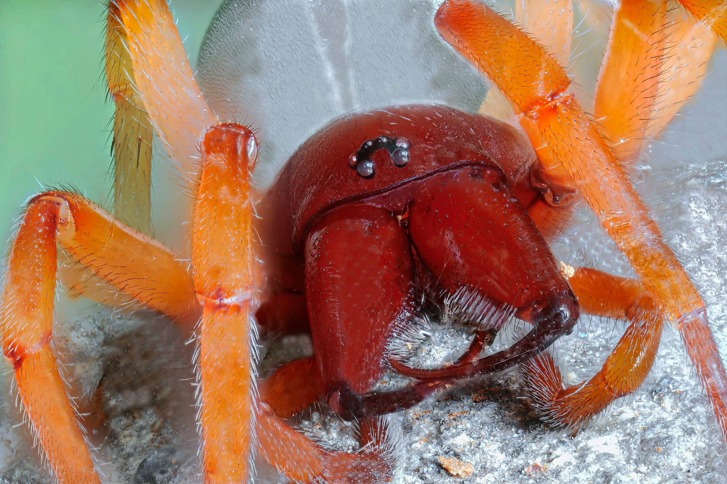 Sotto i massi si trova di tutto..