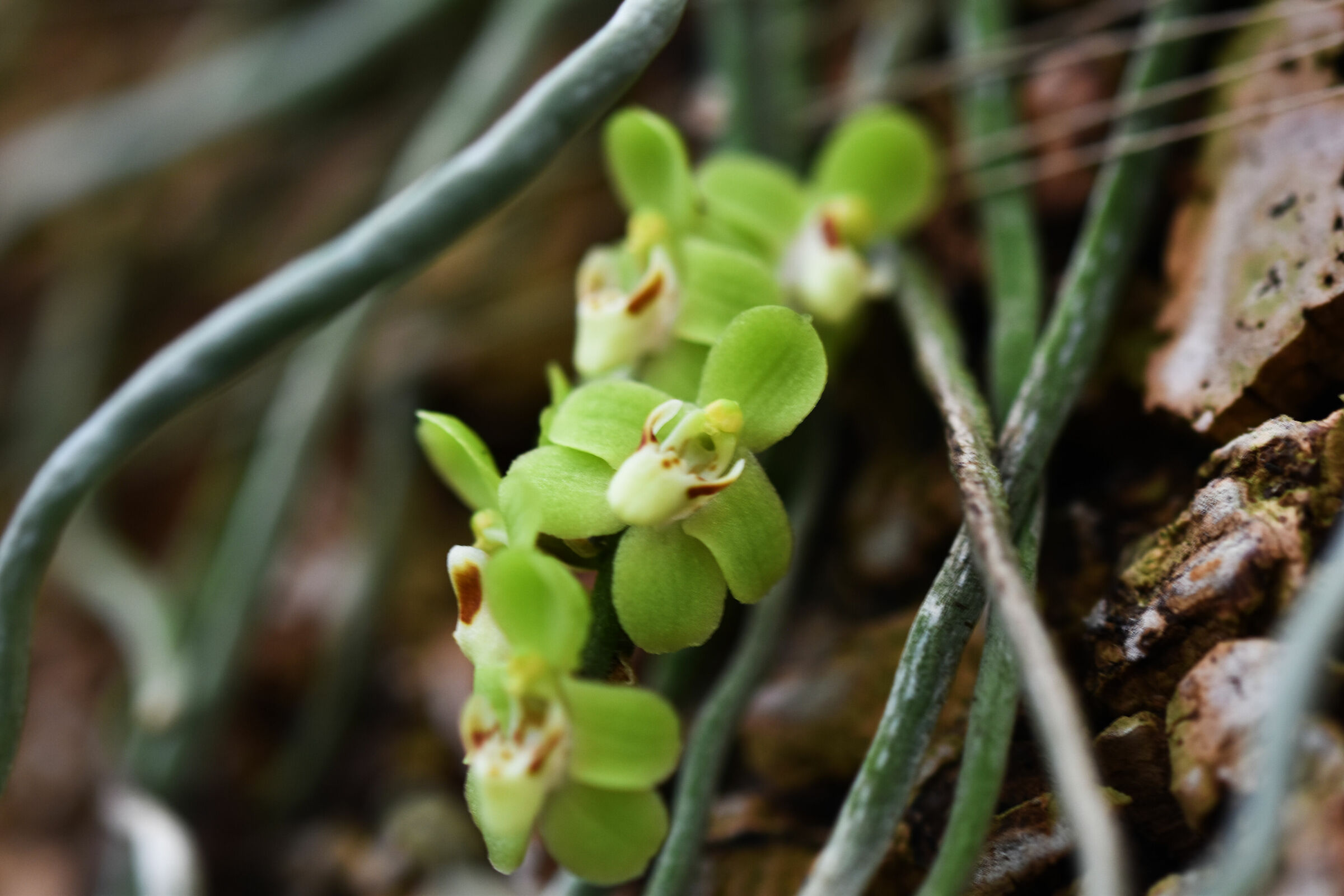 Chiloschista segawae