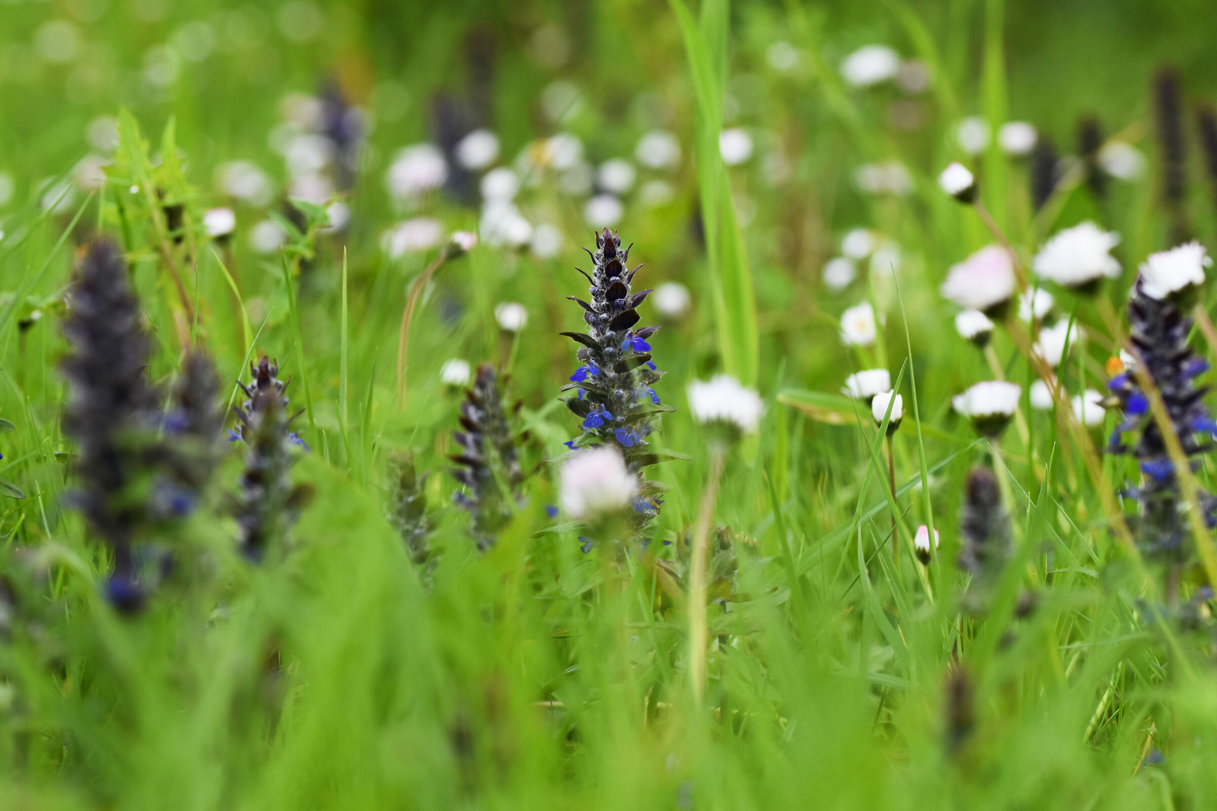 Spring in blue, white and green