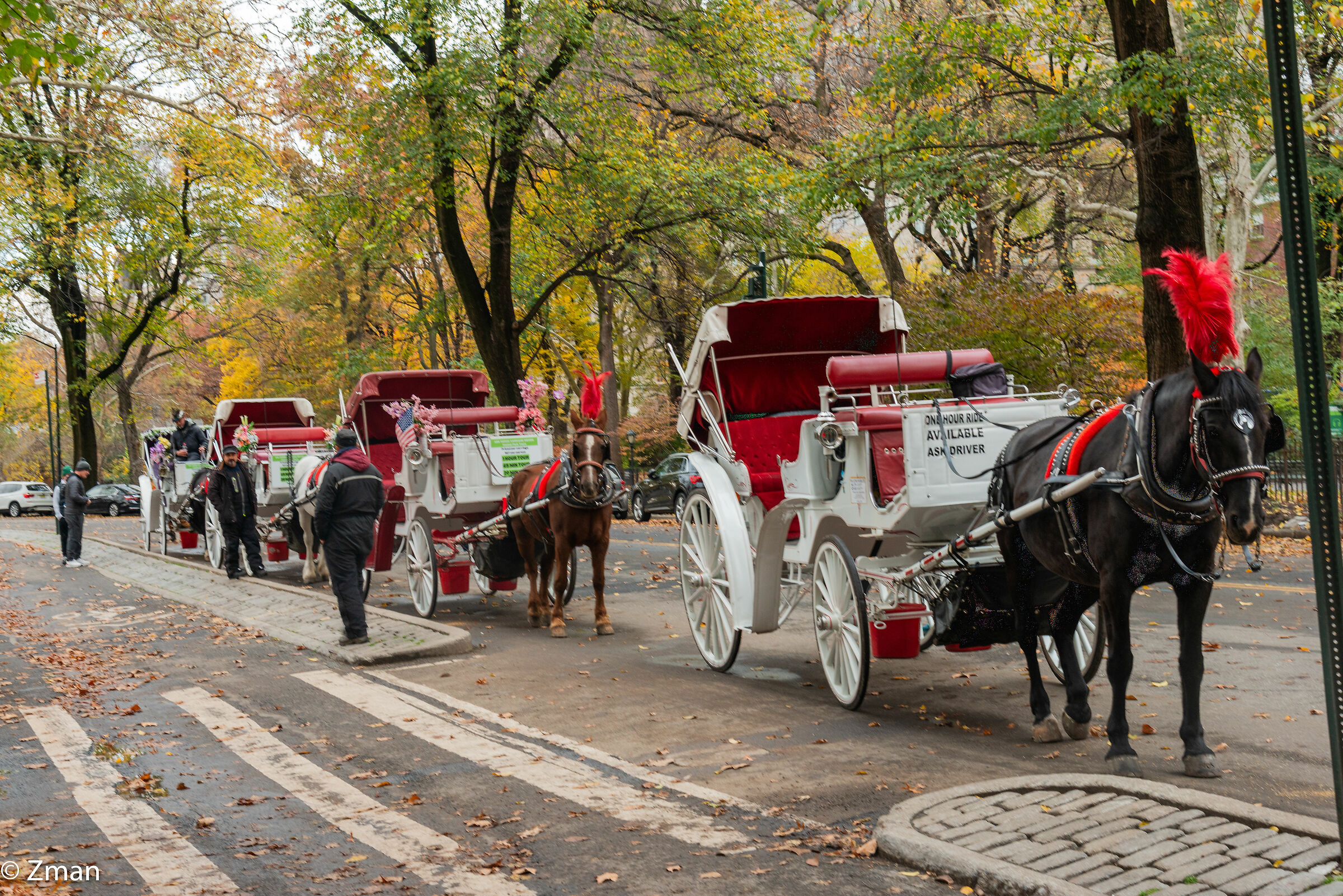 Horse Carriages at Central Park