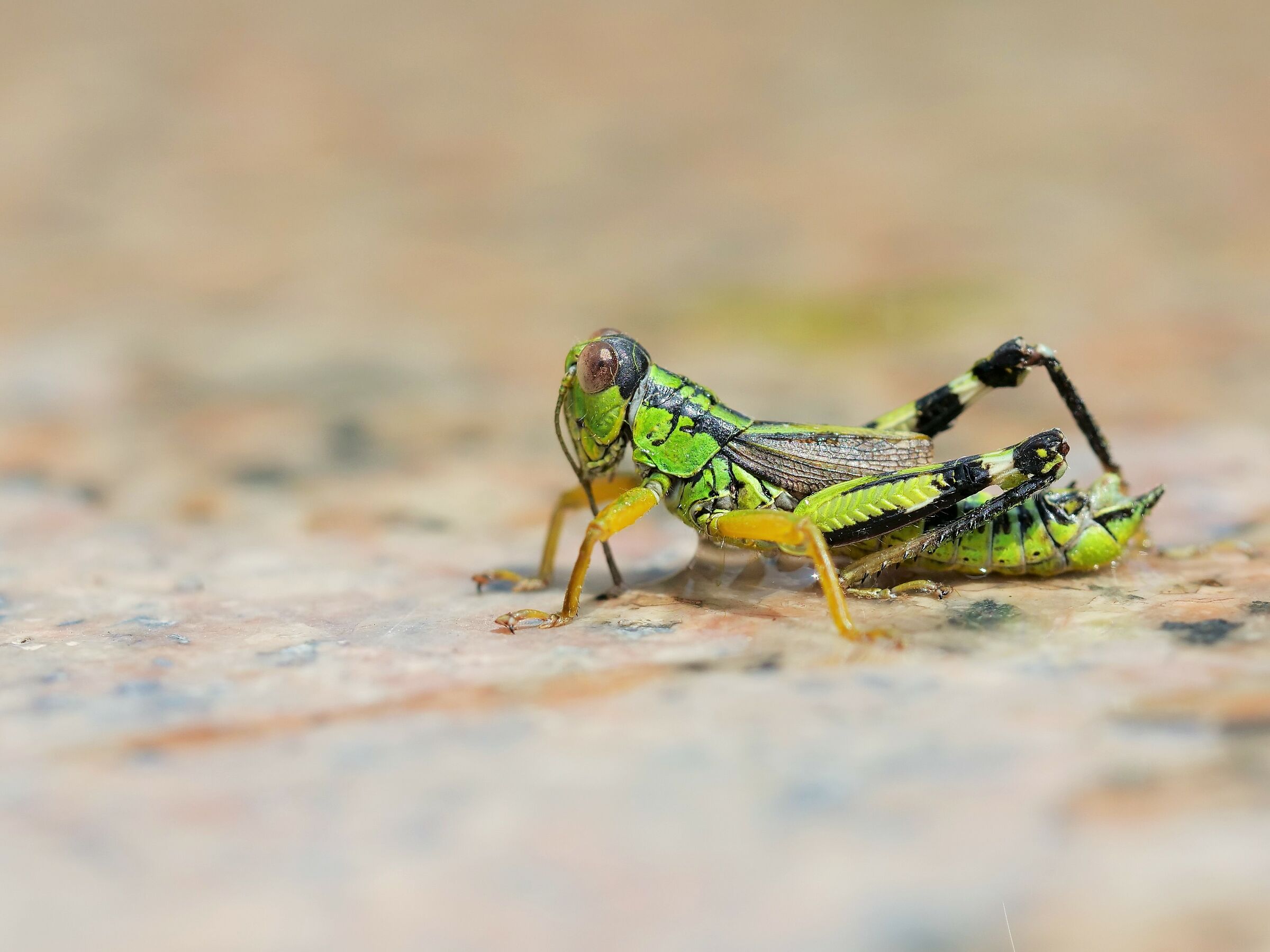 Miramella formosanta (=Nadigella formosanta)